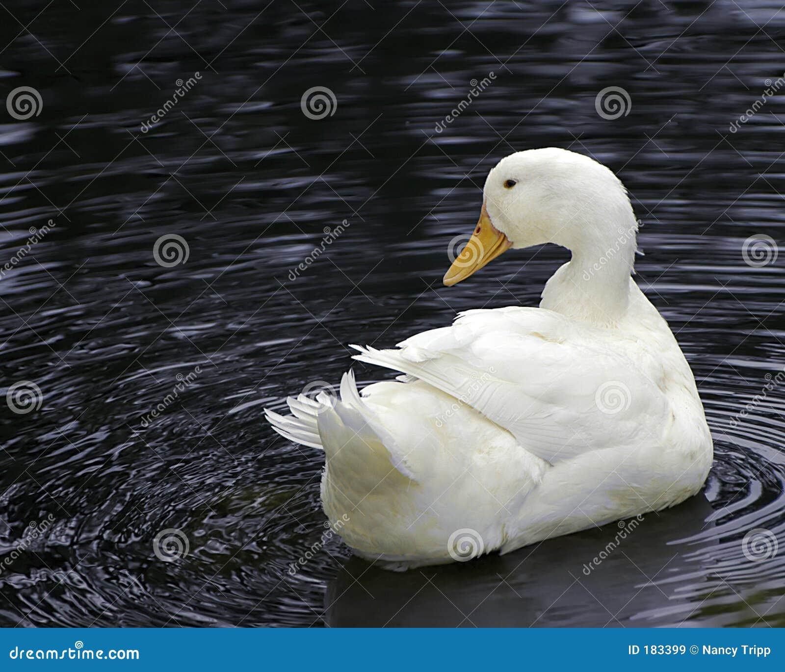 white pekin duck