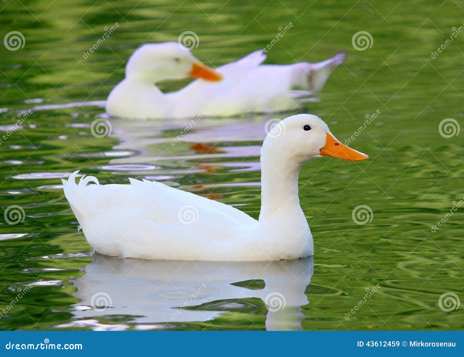 white pekin duck long island ducks anas platyrhynchos domestica