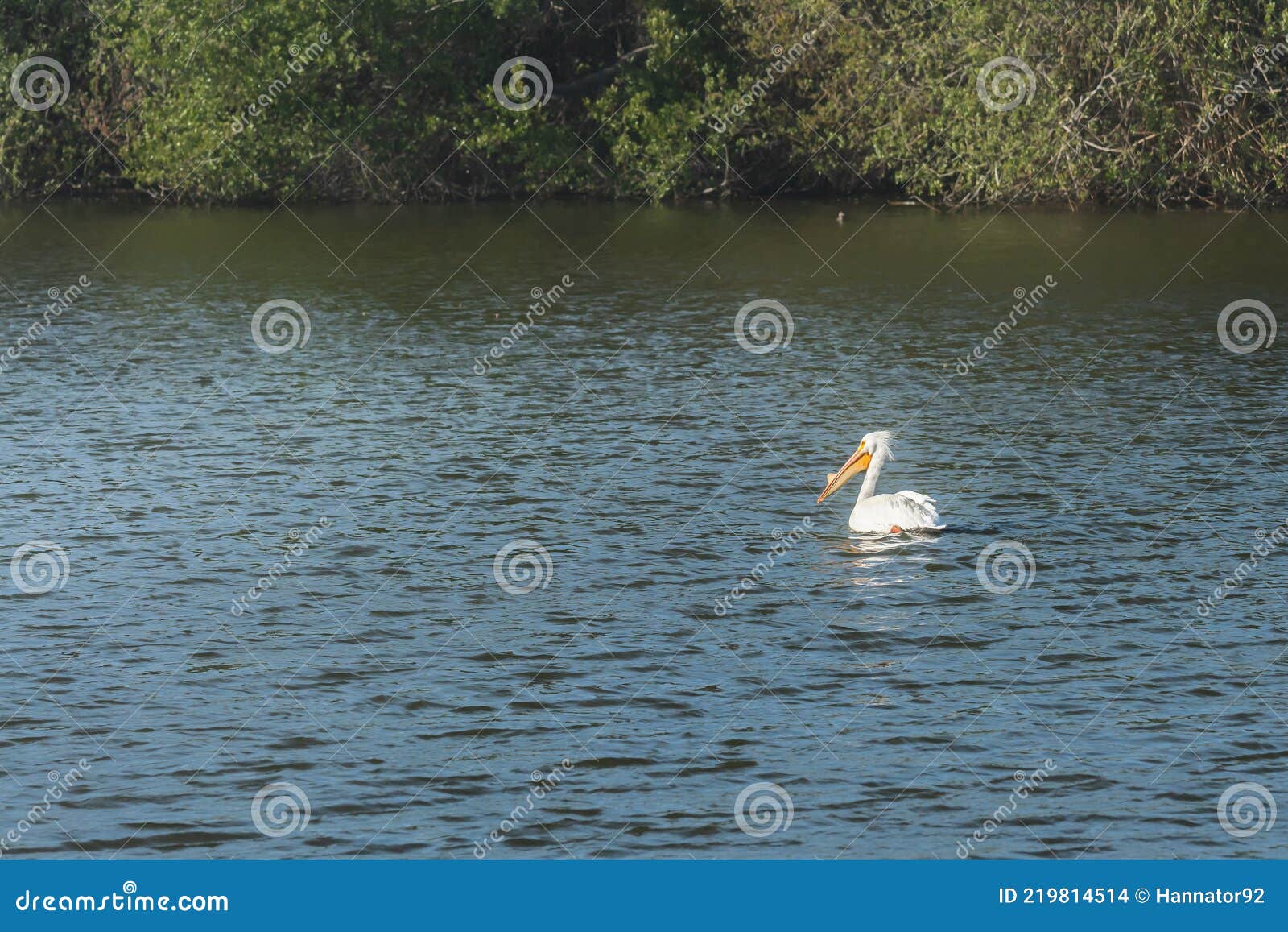 white pelican floating on water. oso flaco lake natural area