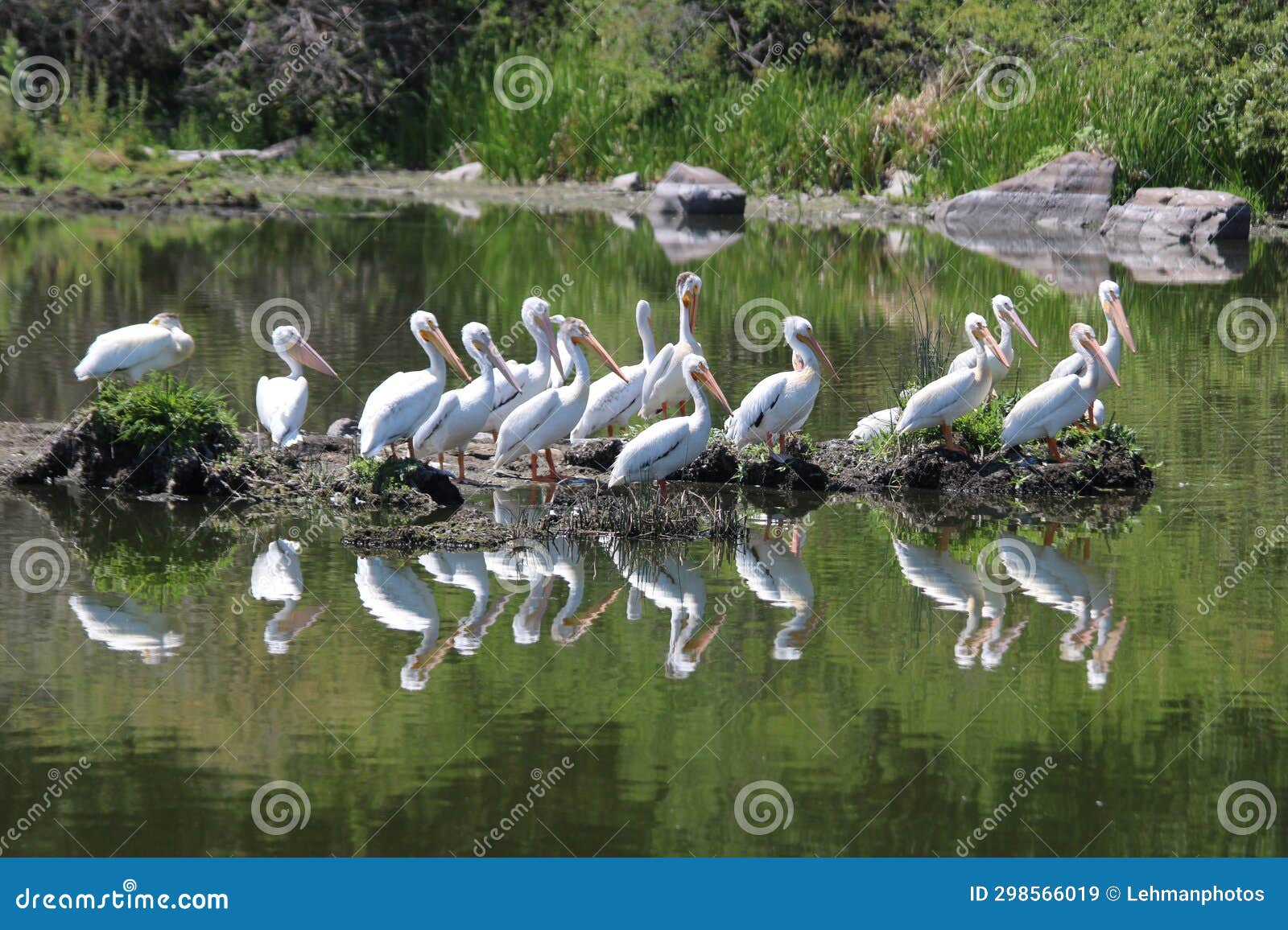 white pelican flock reflection roost