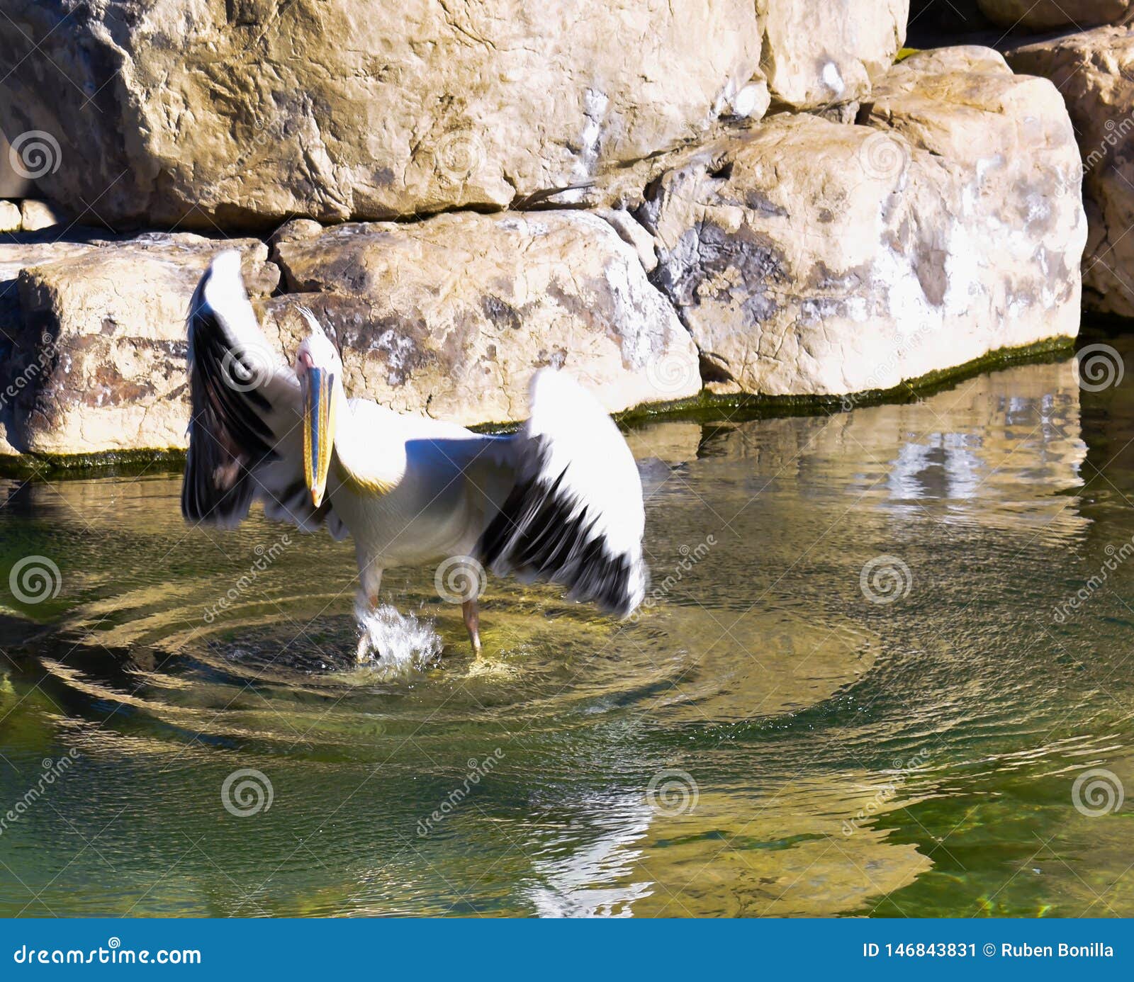 a white pelican with opened black and white wings on the water of a pond. the pelican is beating the wings making an effort to fly