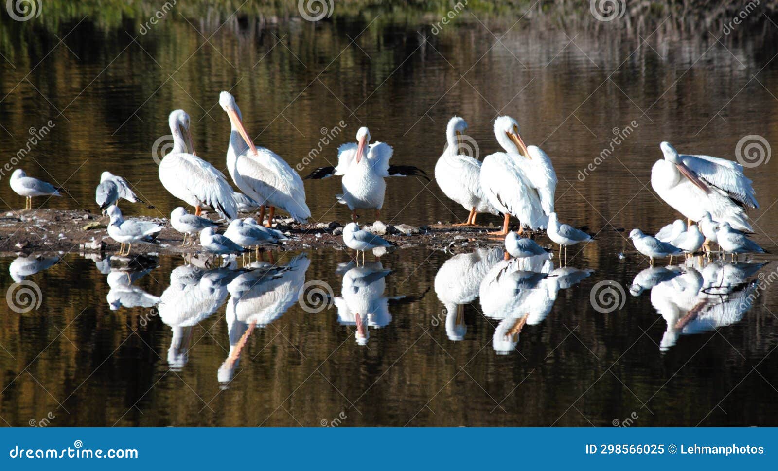 white pelican reflection roost