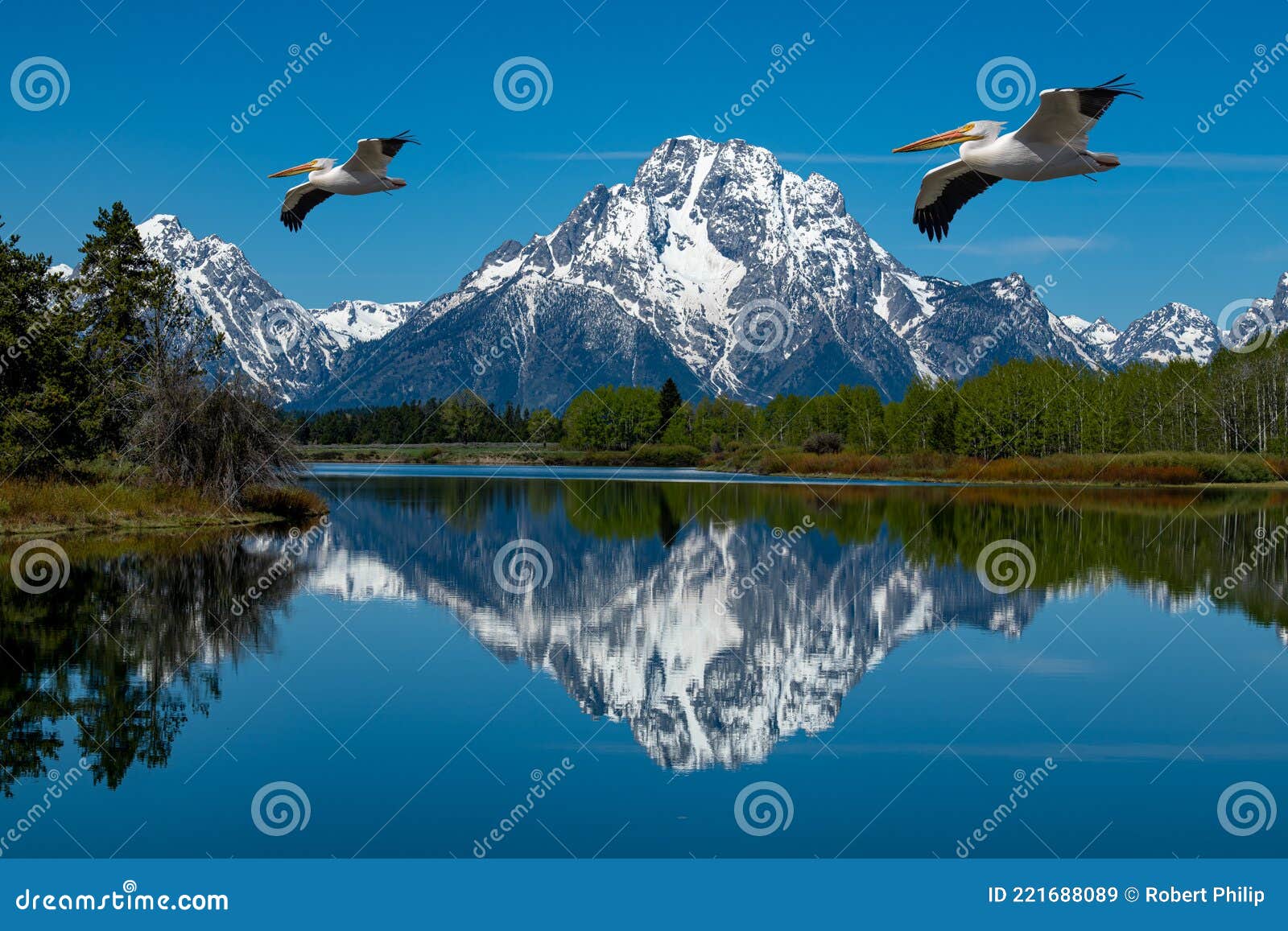 white pelicans fly over the snake river with the distant reflection of mt. moran at oxbow bend