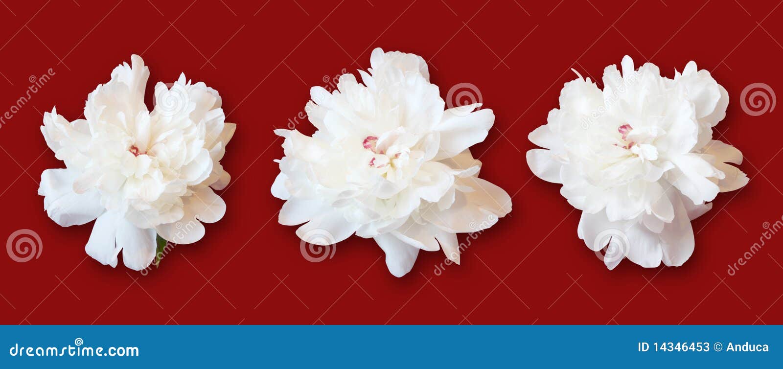 white peonies on red background