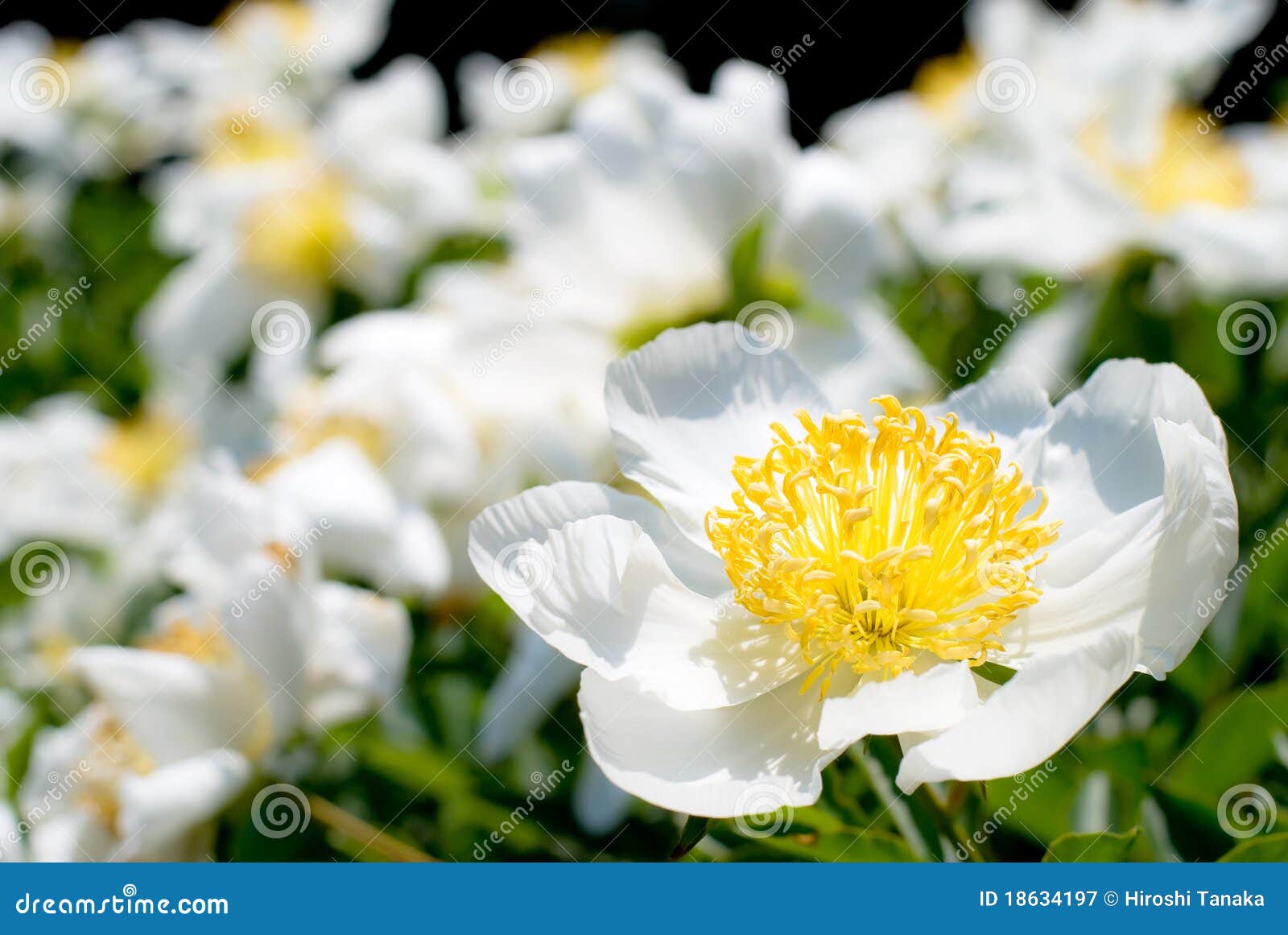 Close up of white peony flower