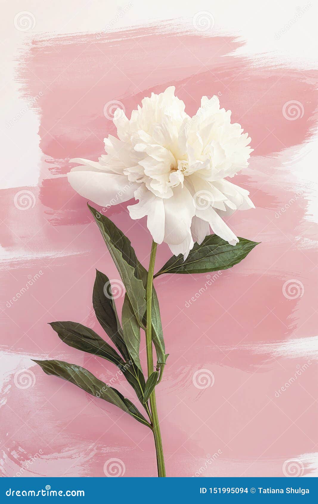 White Peony on Light Blush Pink Background. Summer Flower Peony Vertical  Print. Stock Photo - Image of nature, brush: 151995094
