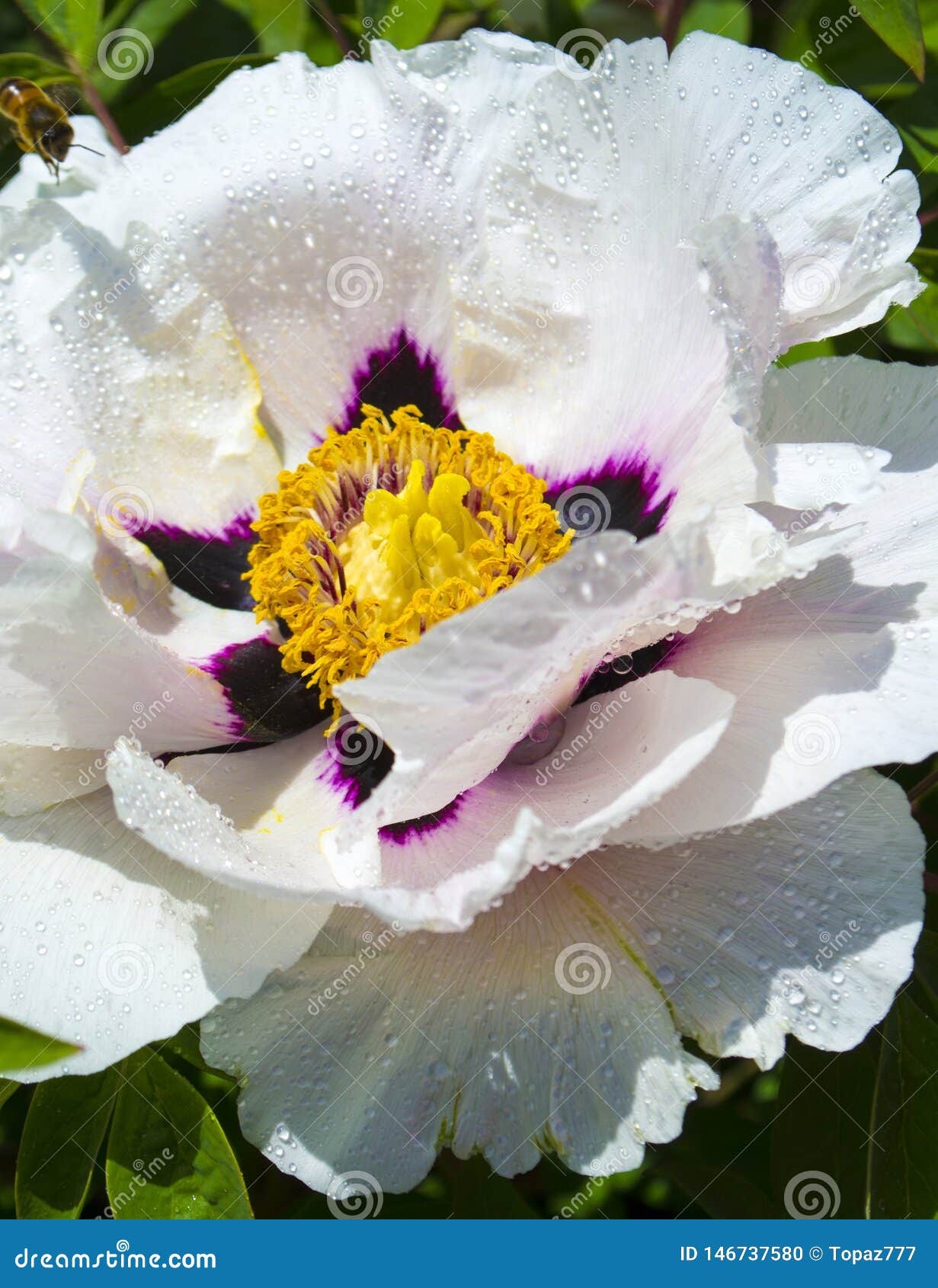  White  Peony Flower  With Dew  Drops  Close Up Stock Photo 