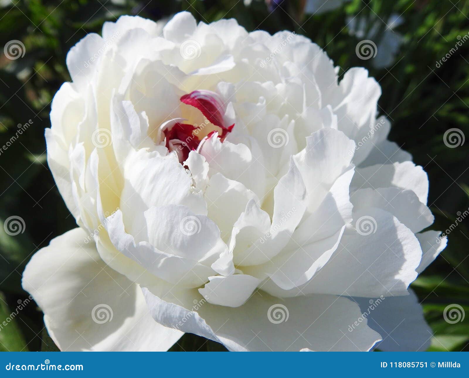 White Peony Flower in Garden, Lithuania Stock Image - Image of ...