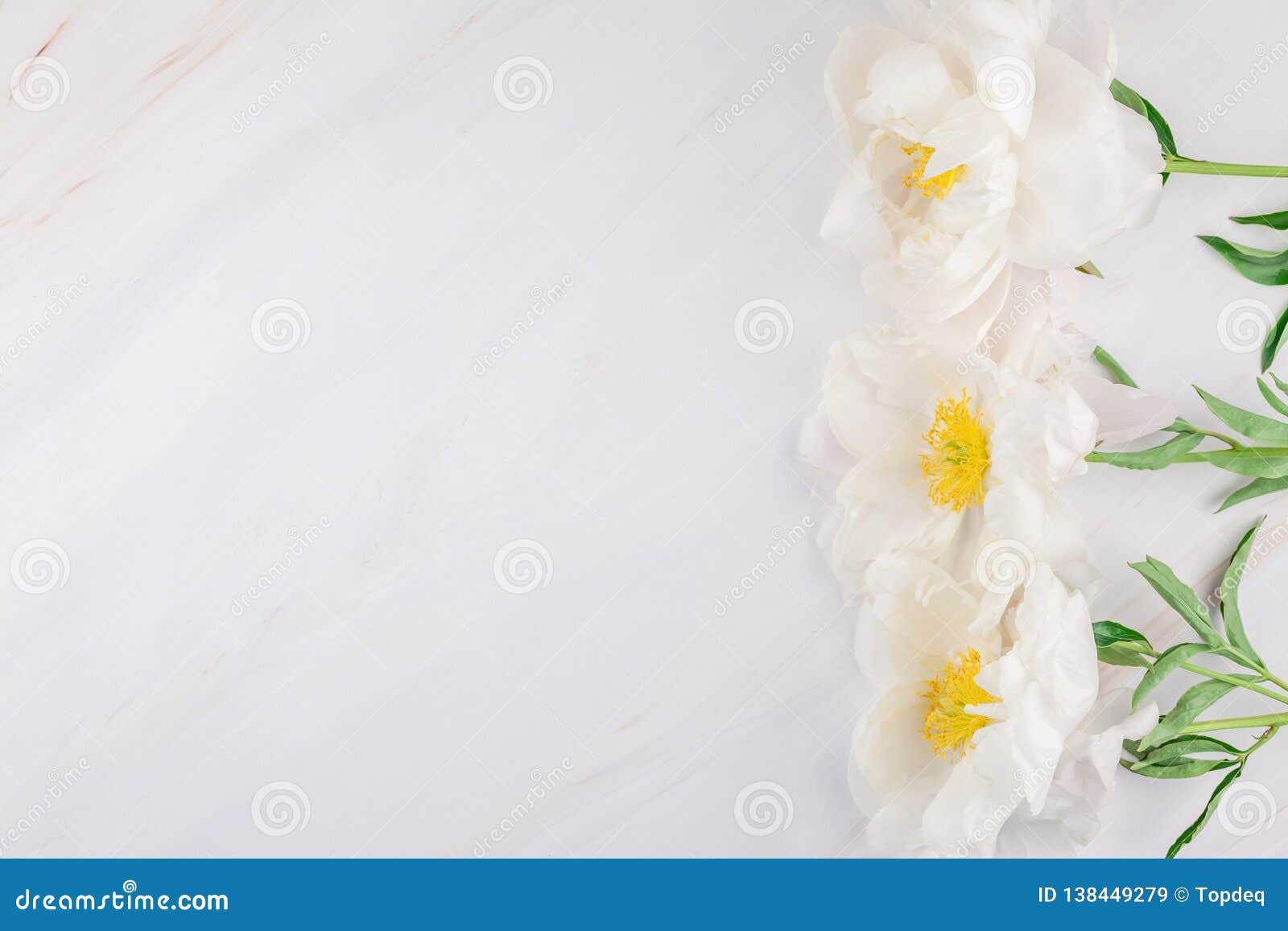 White Peony Flowers on Marble Background Stock Image - Image of flowers ...