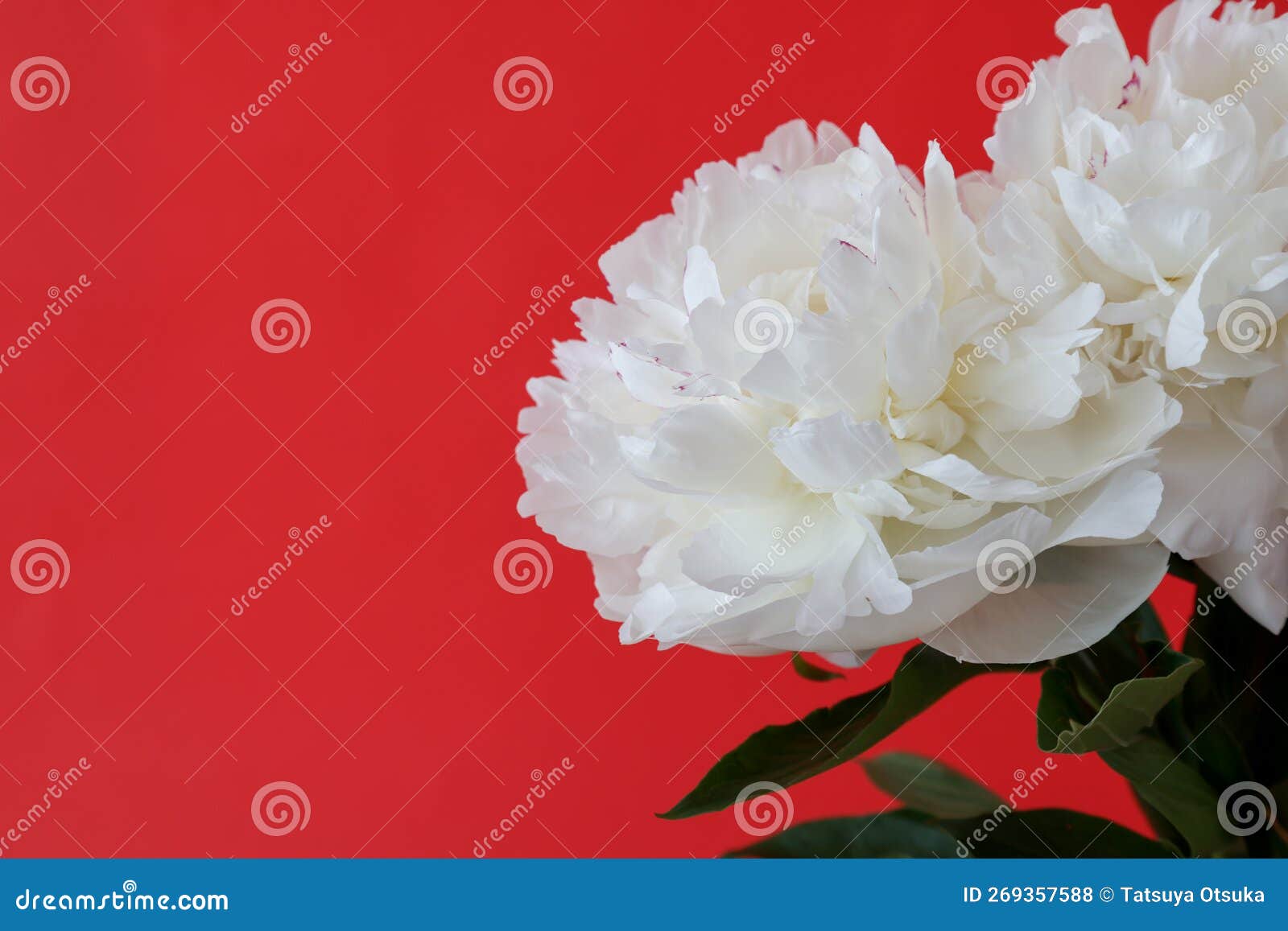 White Peony Isolated on a Red Background. Stock Photo Image of shot