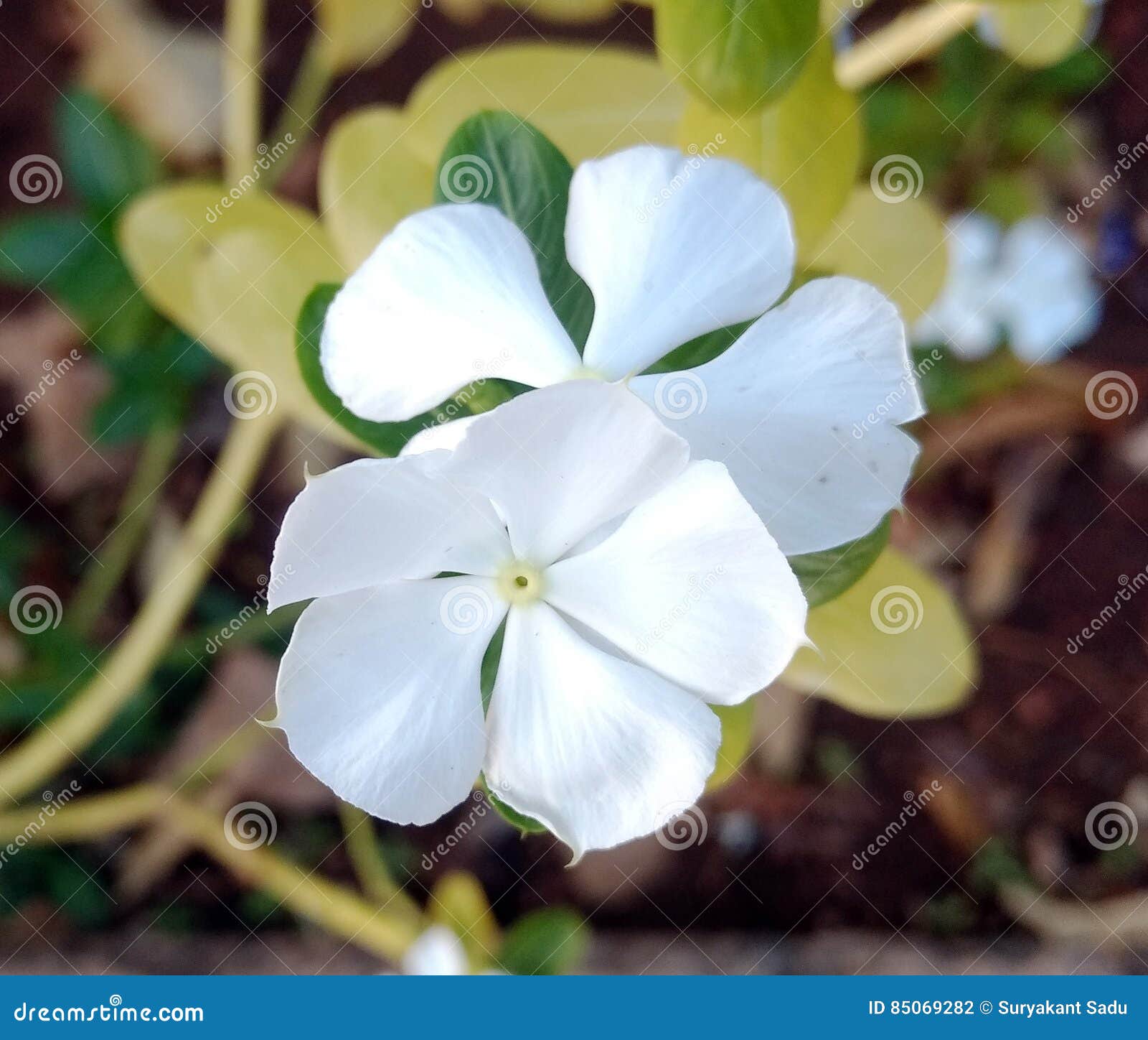 White periwinkle stock photo. Image of white, periwinkles 85069282