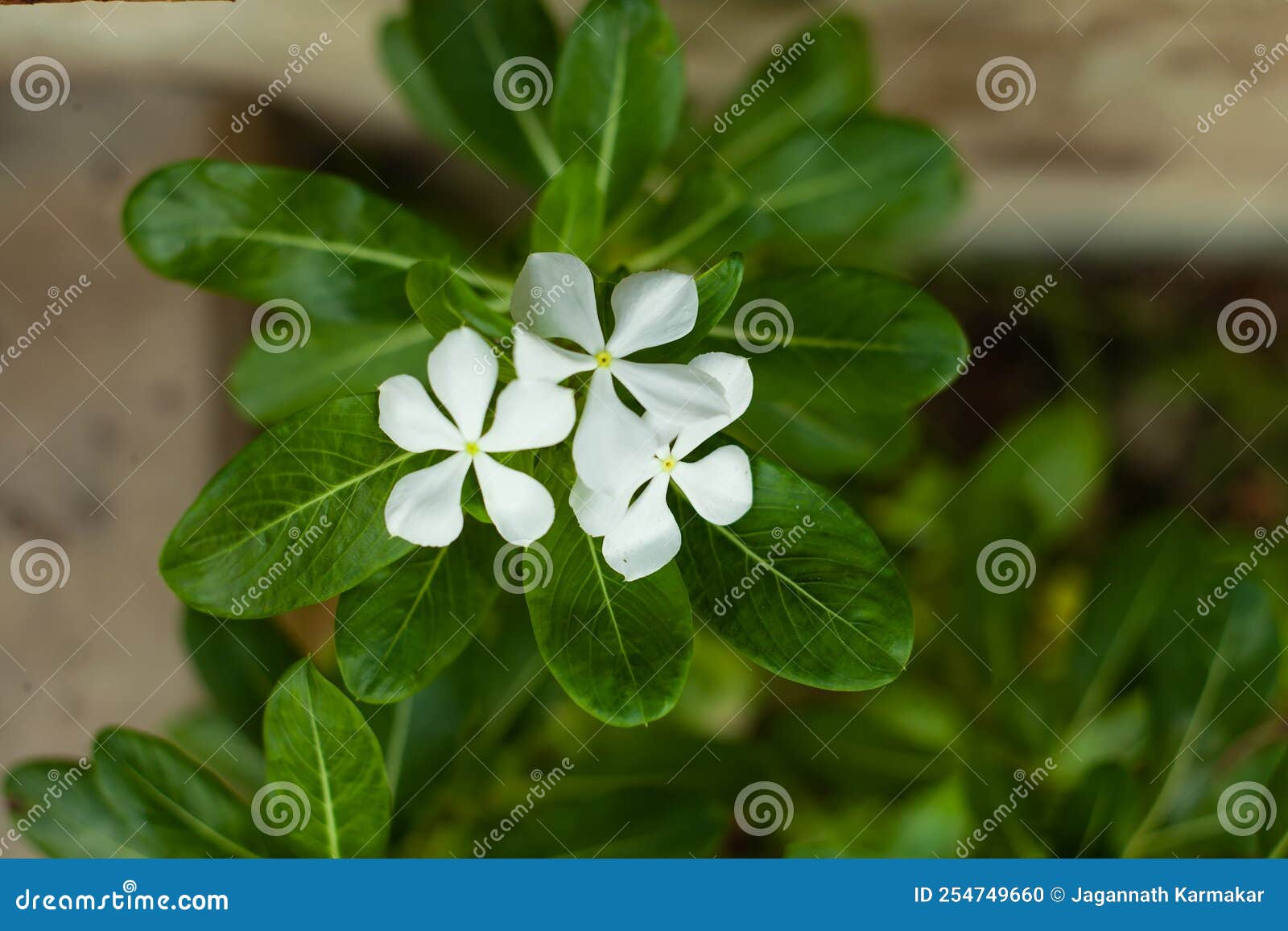 White periwinkle flower stock photo. Image of periwinkle 254749660