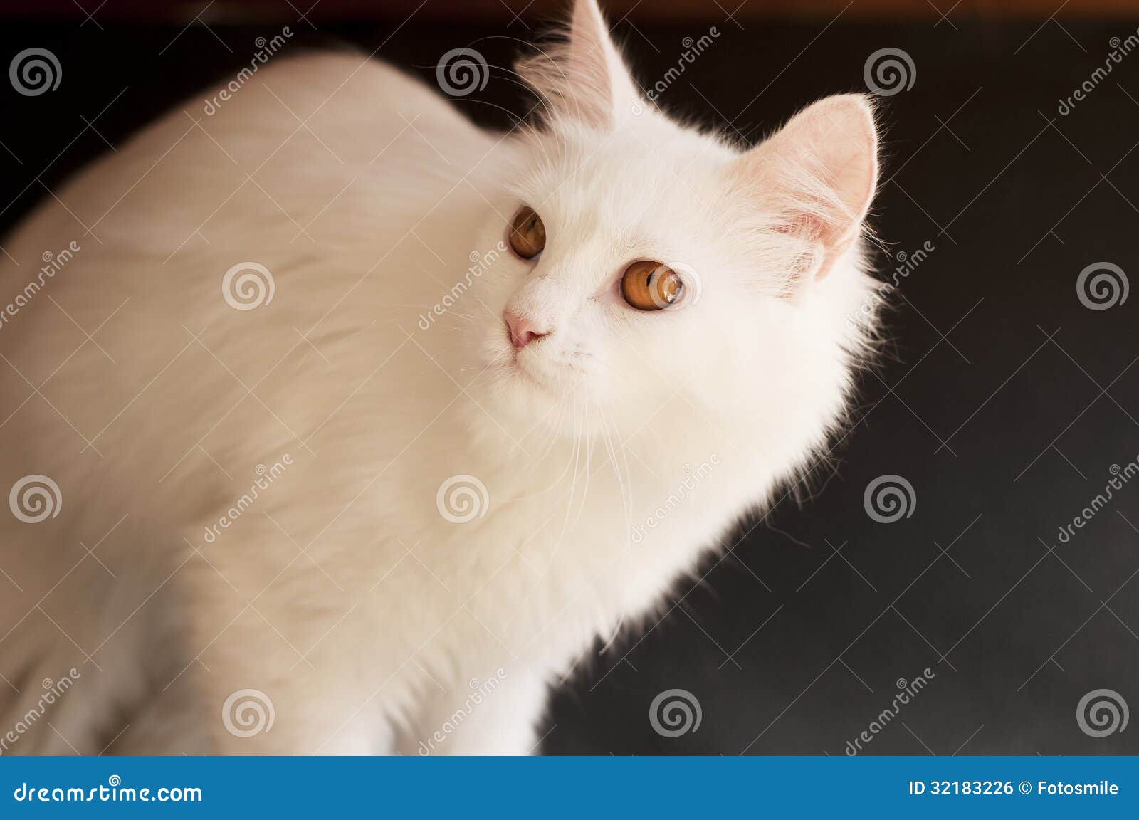 White persian cat stock photo. Image of people, vertebrate 32183226