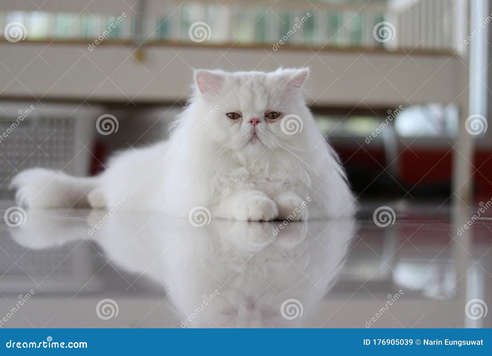 Persian pussy cat