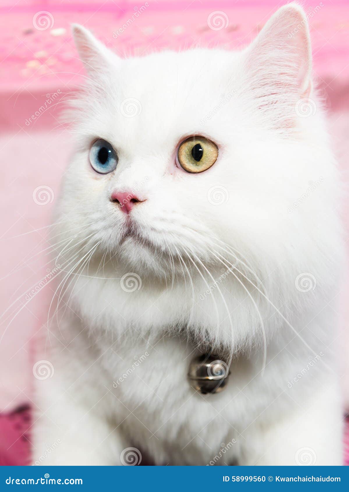 White Persian Cat Two Color Eyes Stock Photo - Image of ...