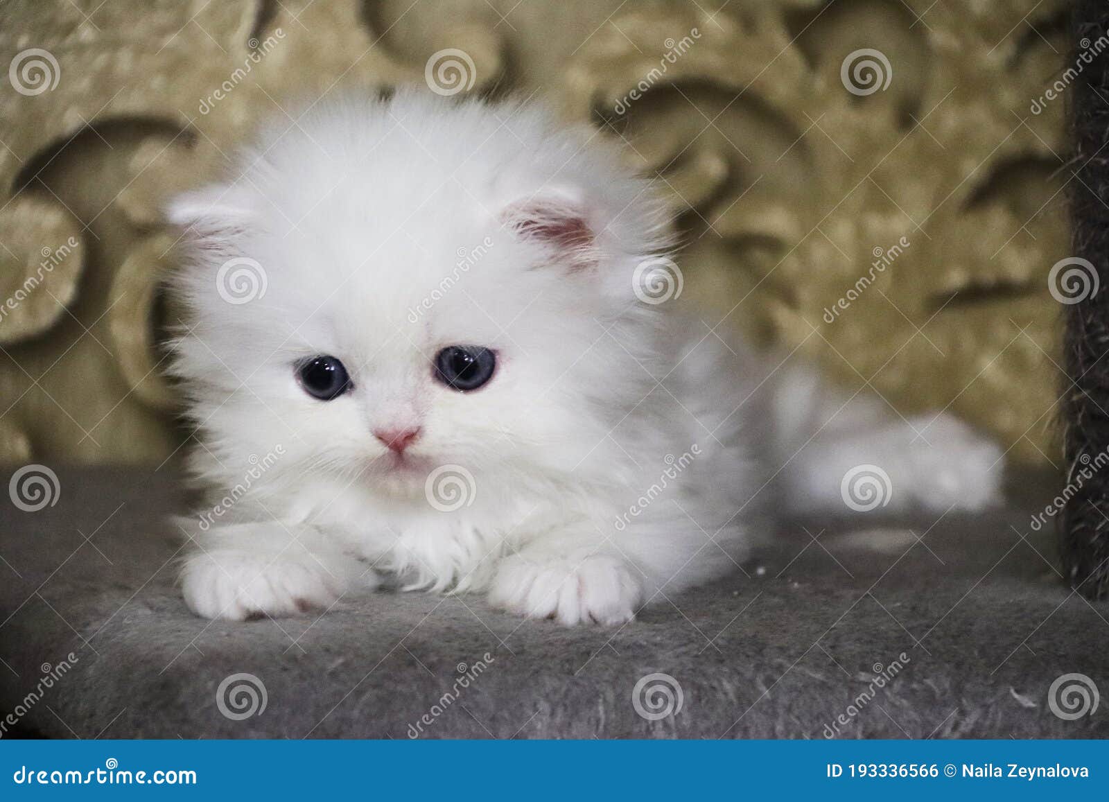 White Persian Little Kitten. Sweet Fluffy Kitty. Blue Eyes. Ornate  Background Stock Photo - Image of decorative, breed: 193336566