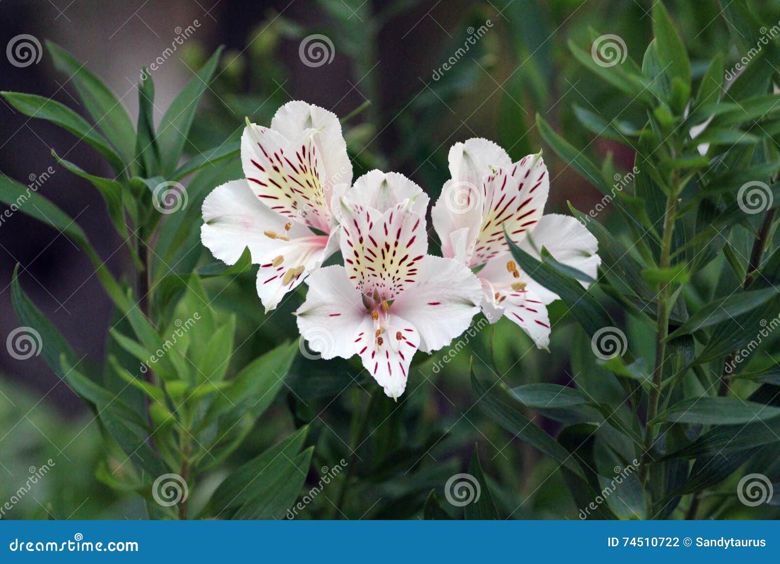 white peruvian lily