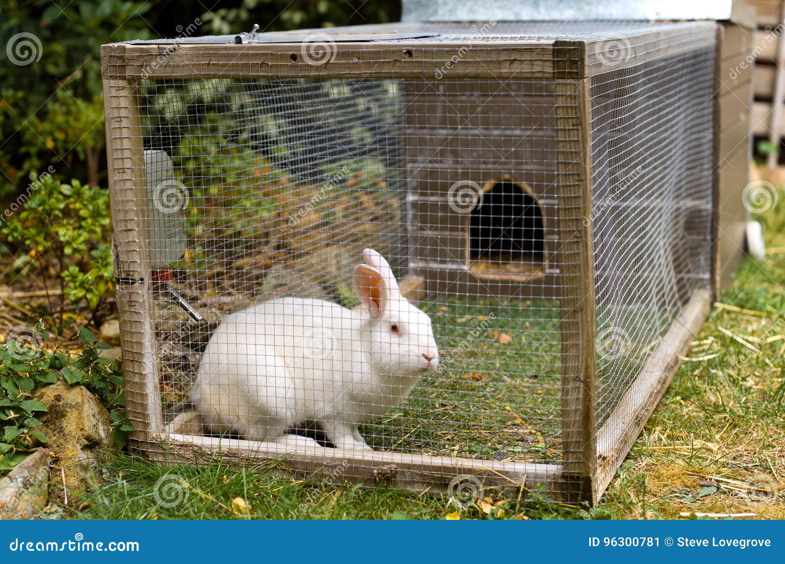 White pet rabbit stock image. Image of animal, cute, lawn 96300781
