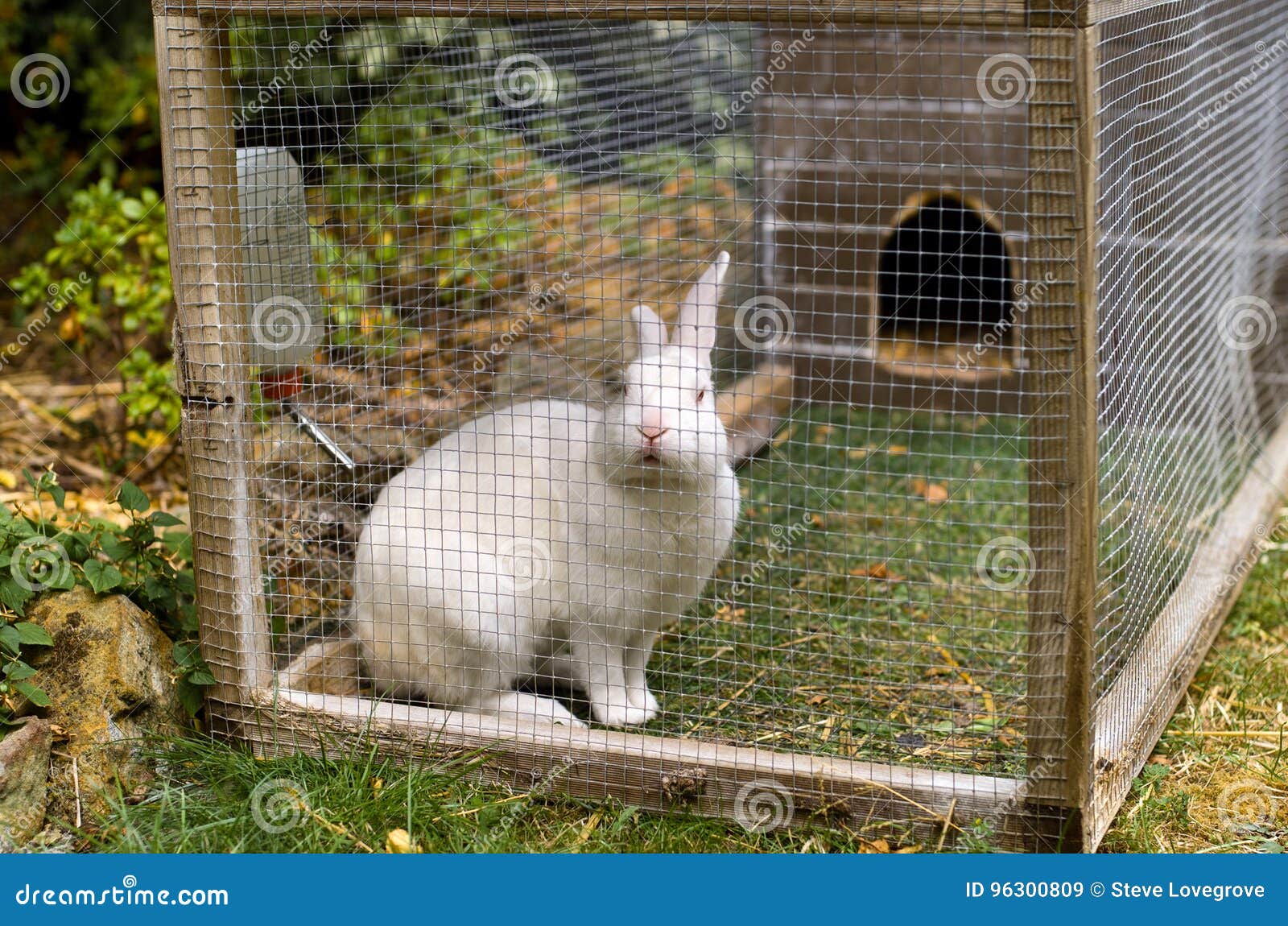 White pet rabbit stock image. Image of hutch, cage, domesticated 96300809