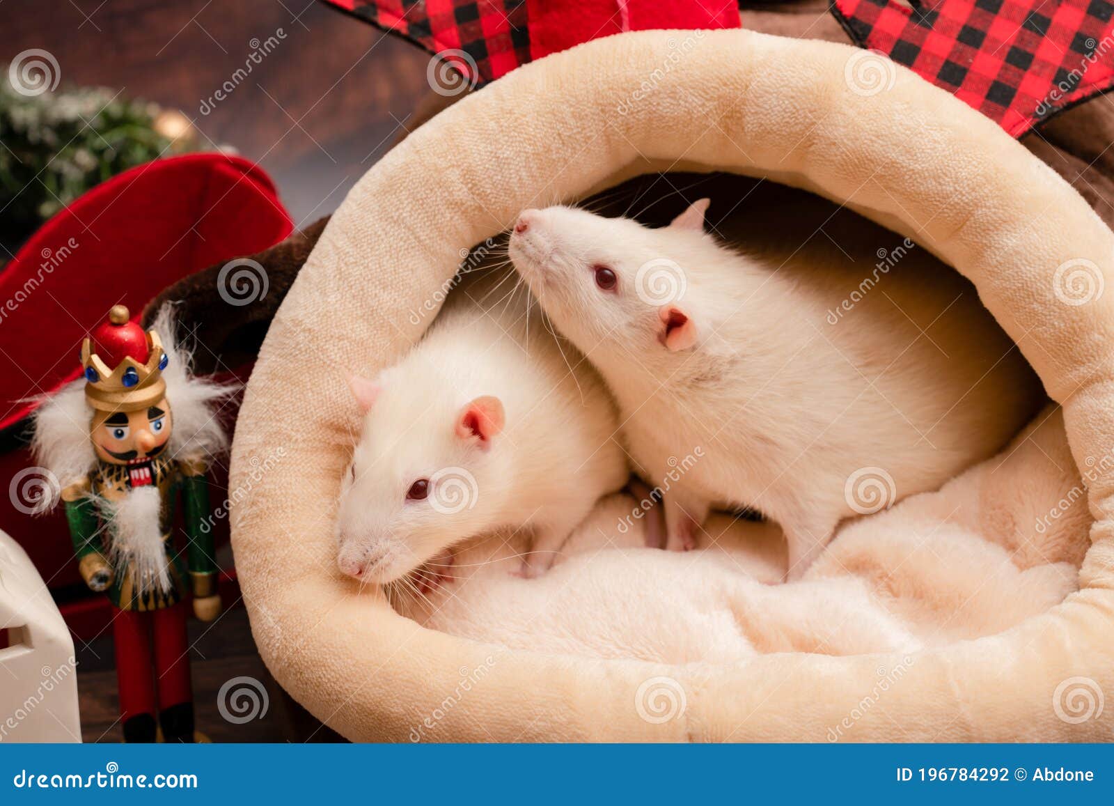 pet rat bed