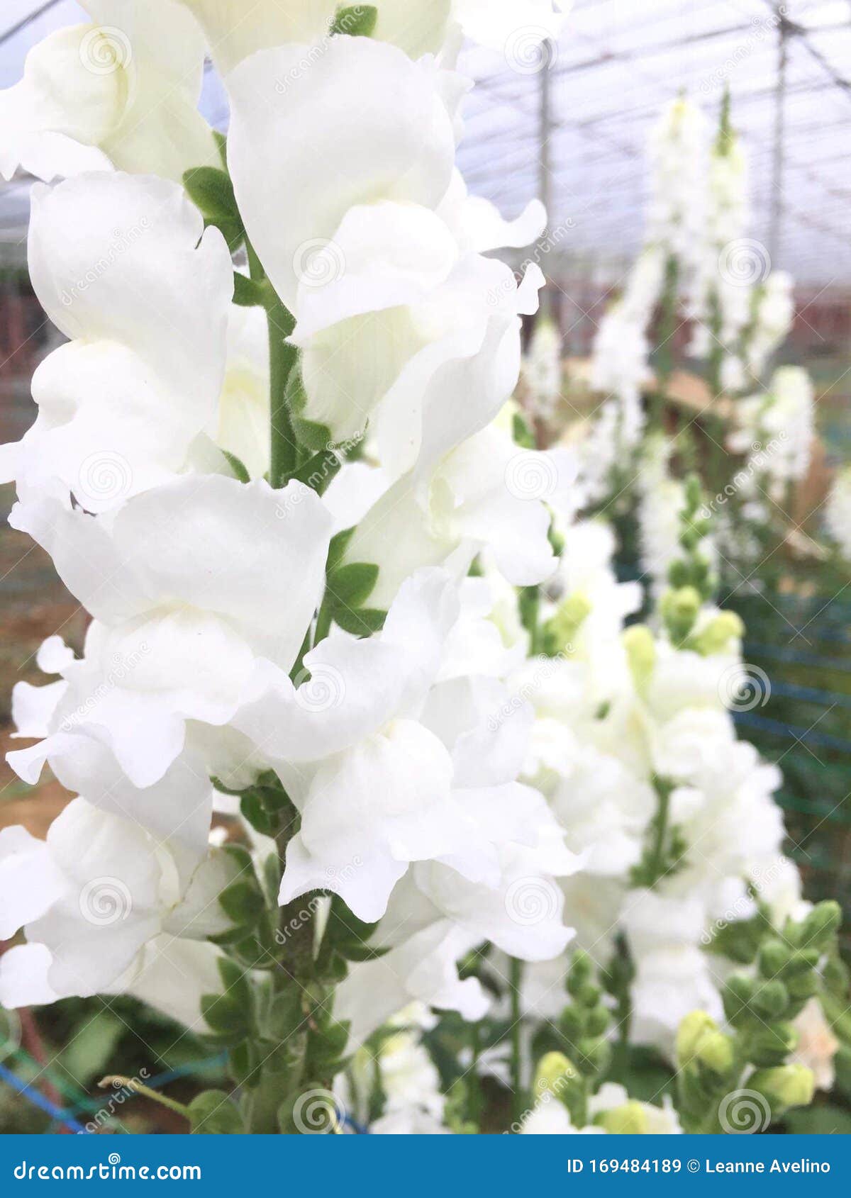 White Petals in Flower Farm Stock Image Image of beautiful, calming