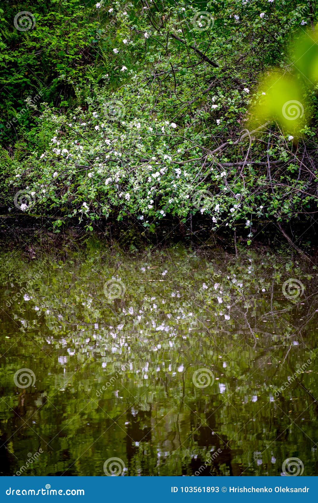 The White Petals of Forest Plants Float in the Water. Stock Image