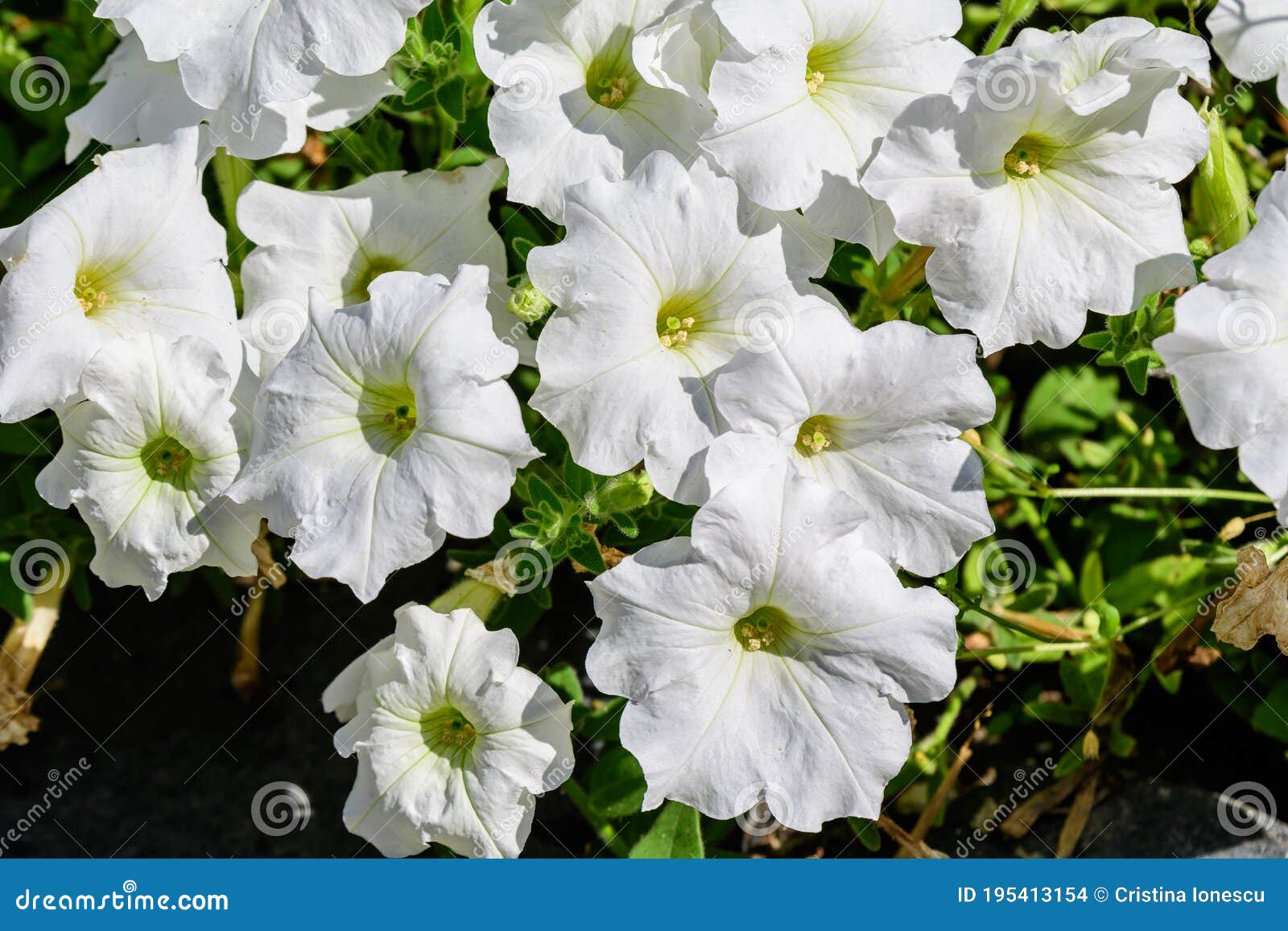 White Petunia Axillaris Flowers In A Sunny Spring Garden Fresh Natural And Floral Background Stock Photo Image Of Gardening Green 195413154
