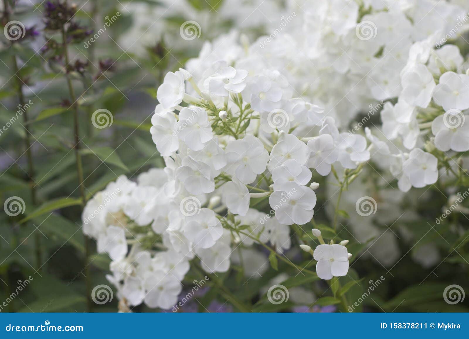 white phlox blossom. summer flowers in a garden