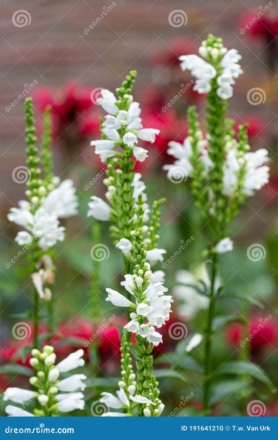 white physostegia flowers with red monada flowers at the background