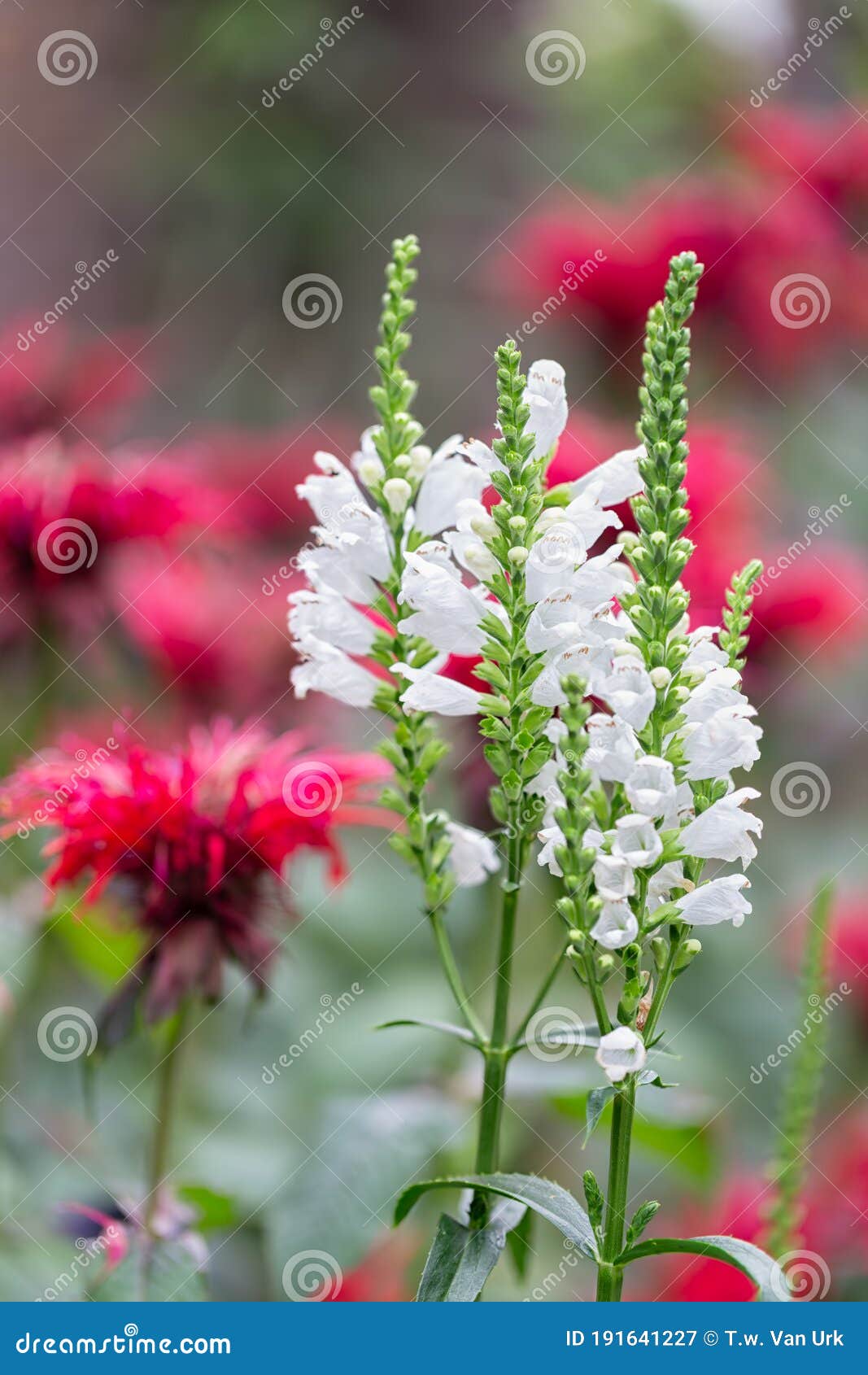 white physostegia flowers with red monada flowers at the background