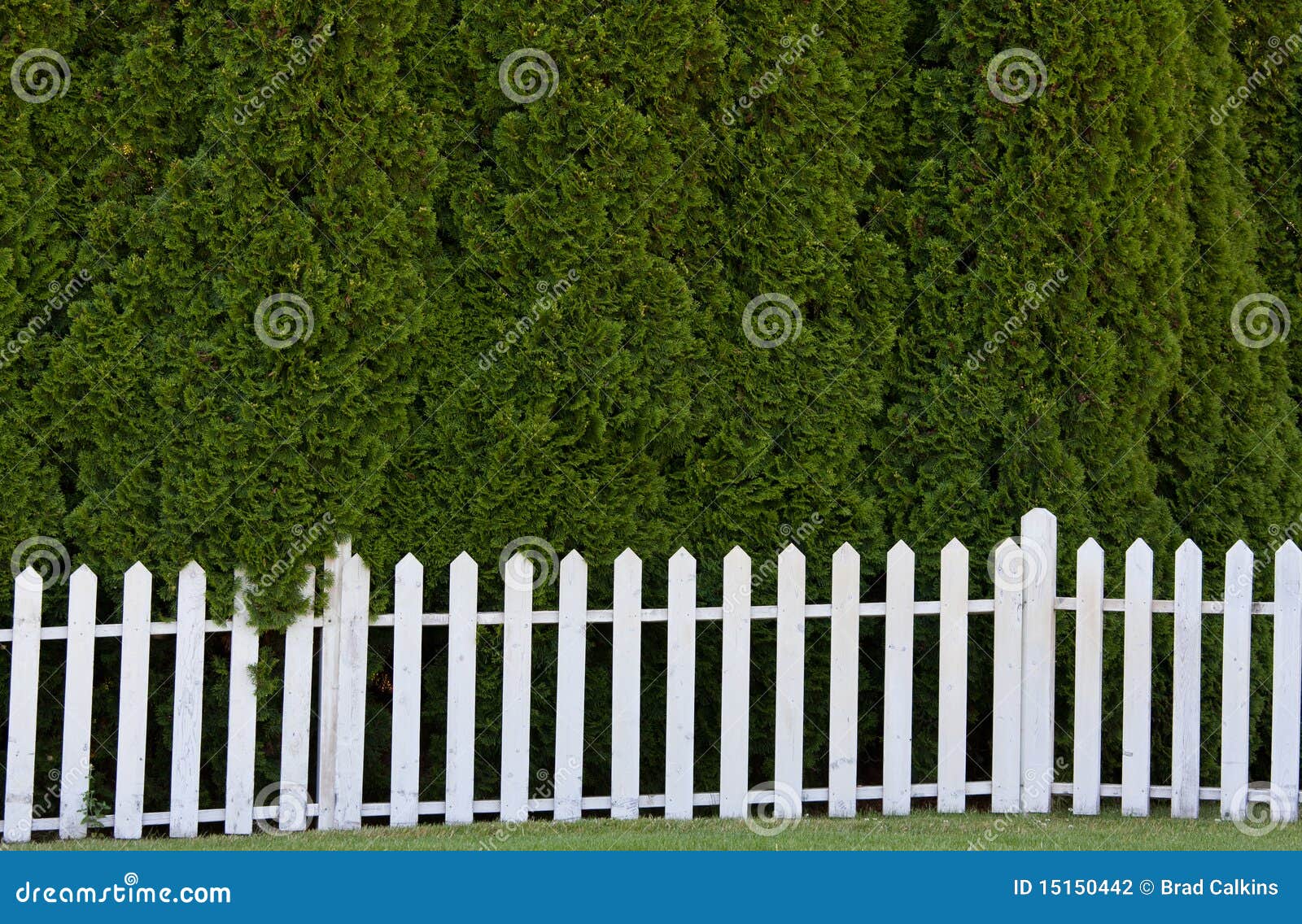 Pickett Fence With Beach Grass And Dunes At Sandbridge RoyaltyFree