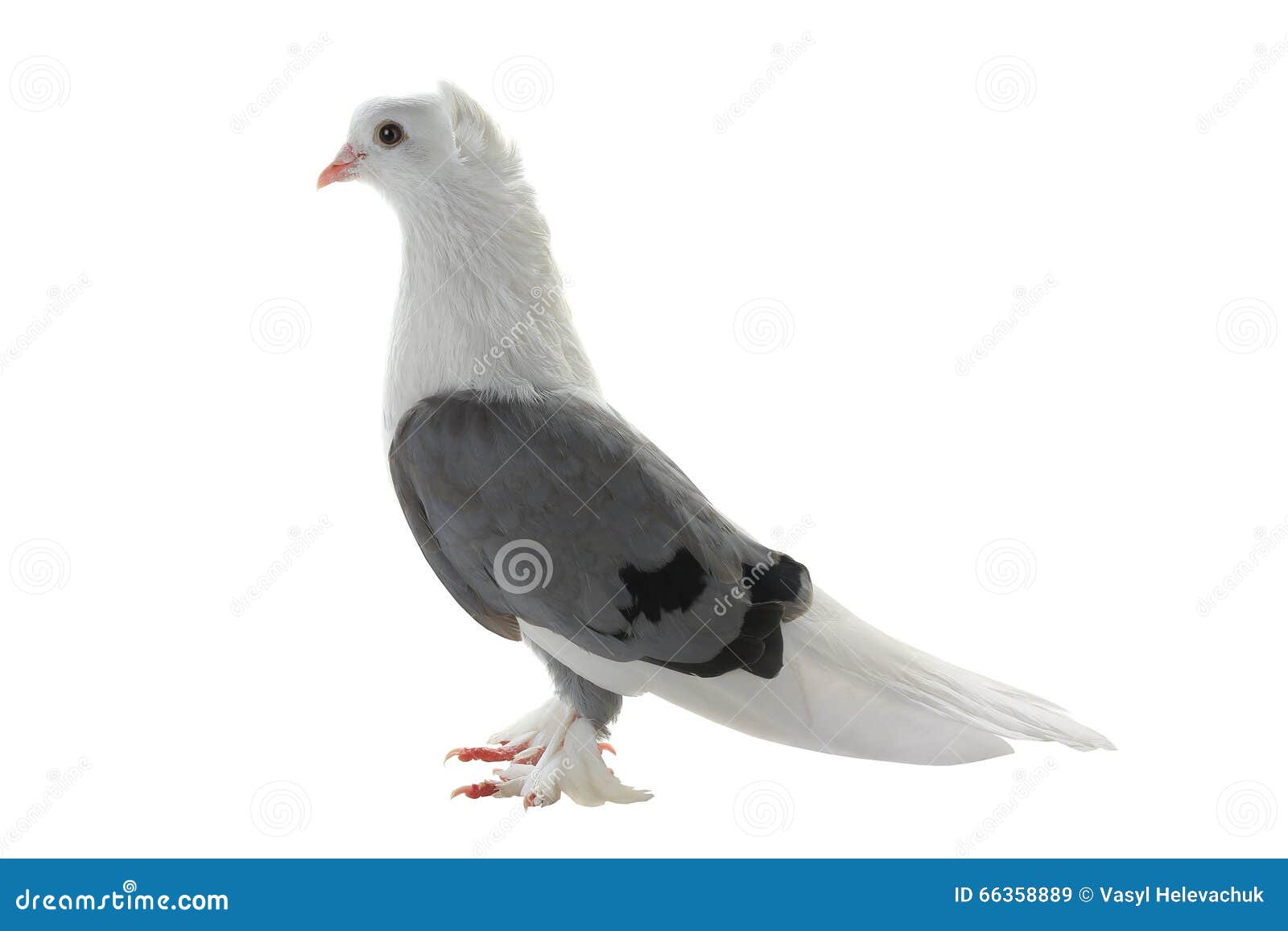 White pigeon stock image. Image of nature, bird, easter 66358889
