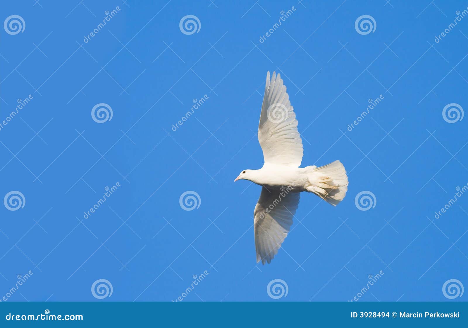 White pigeon on blue sky stock photo. Image of high, peace 3928494