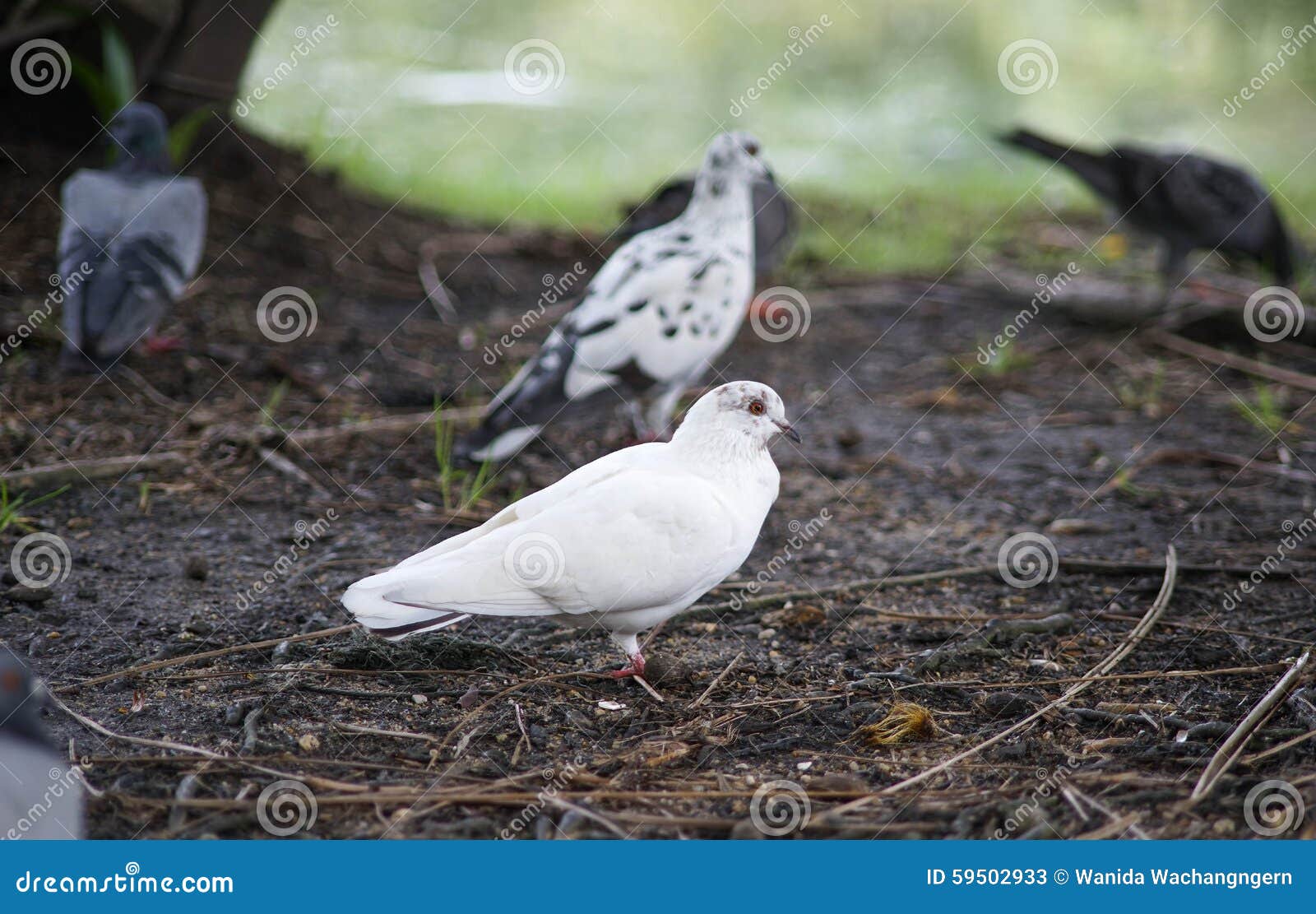 White pigeon in the garden stock image. Image of beautiful 59502933