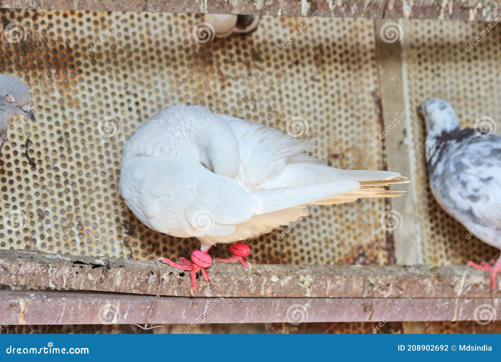 Domesticated White Pigeon stock photo. Image of beak 208902692