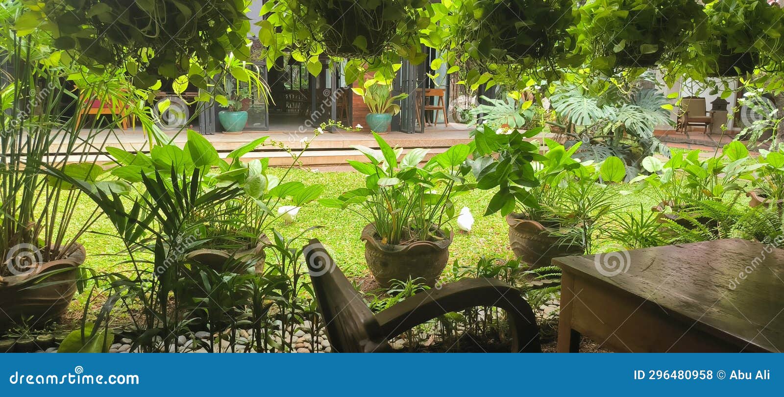 White Pigeon Run in the Green Yard in Front of Our Office Stock Photo