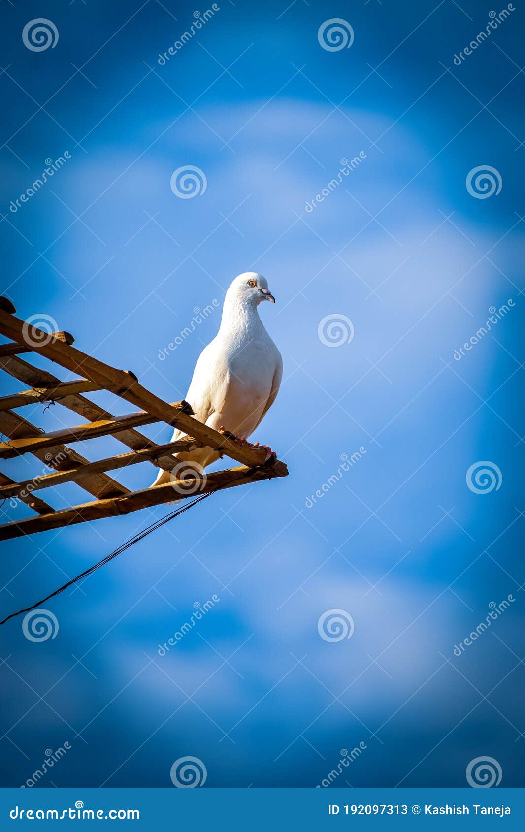 White Pigeon Sunbathing Under the Blue Sky Stock Image Image of