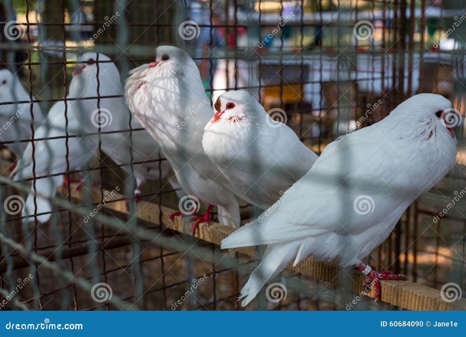White pigeons in cage stock photo. Image of couple, beauty 60684090