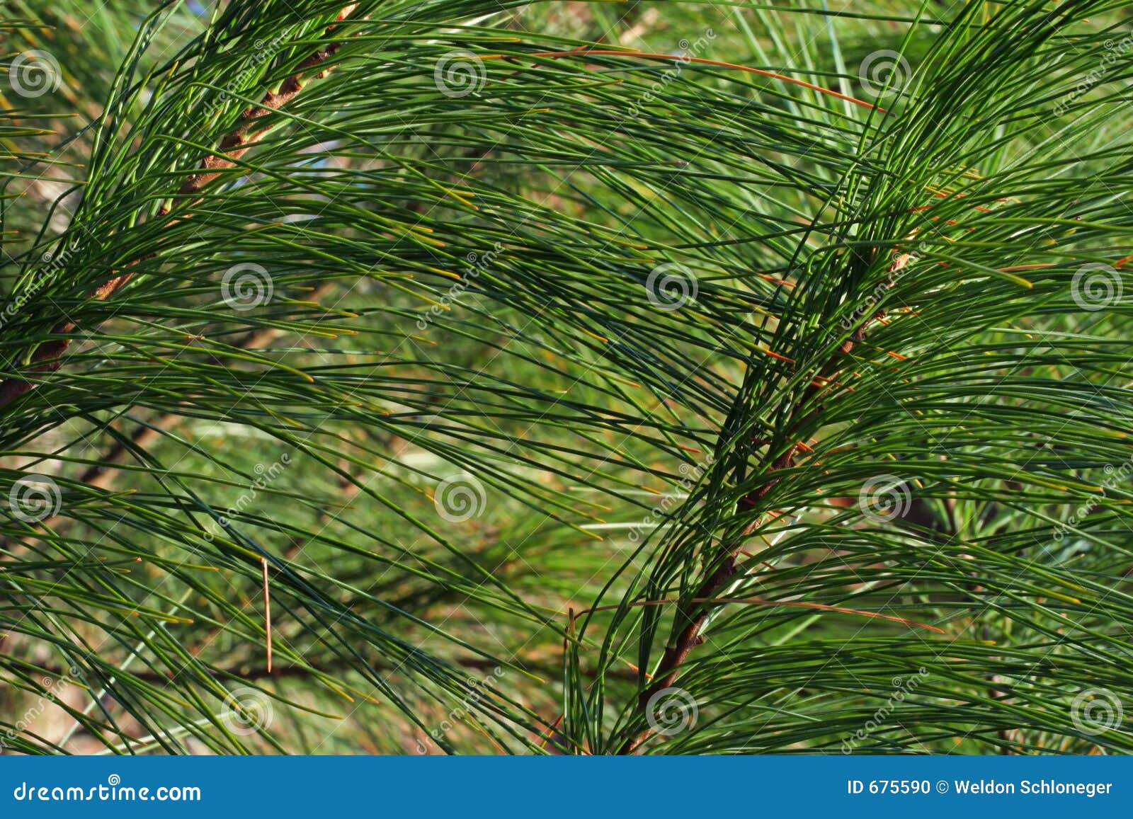 White pine needles stock photo. Image of forest, nebraska 675590