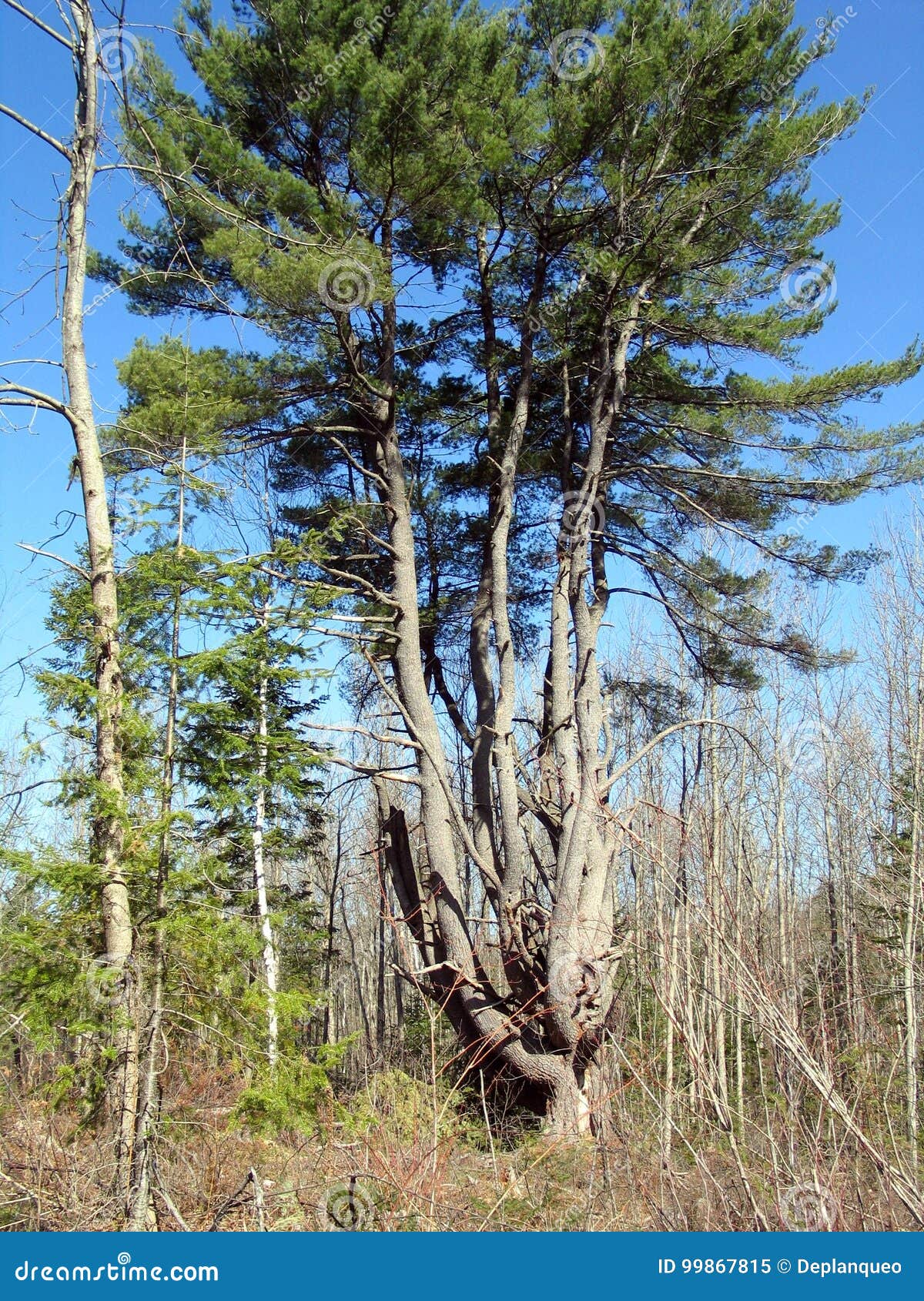 white pine in quebec. canada, north america.