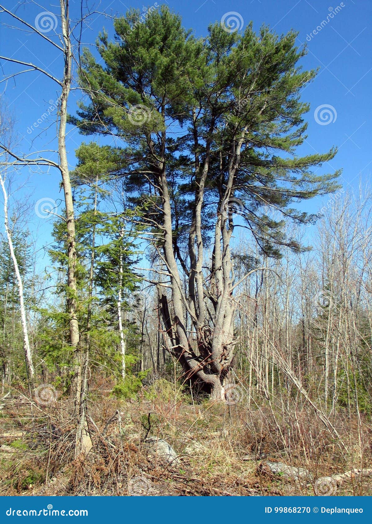 white pine in quebec. canada, north america.