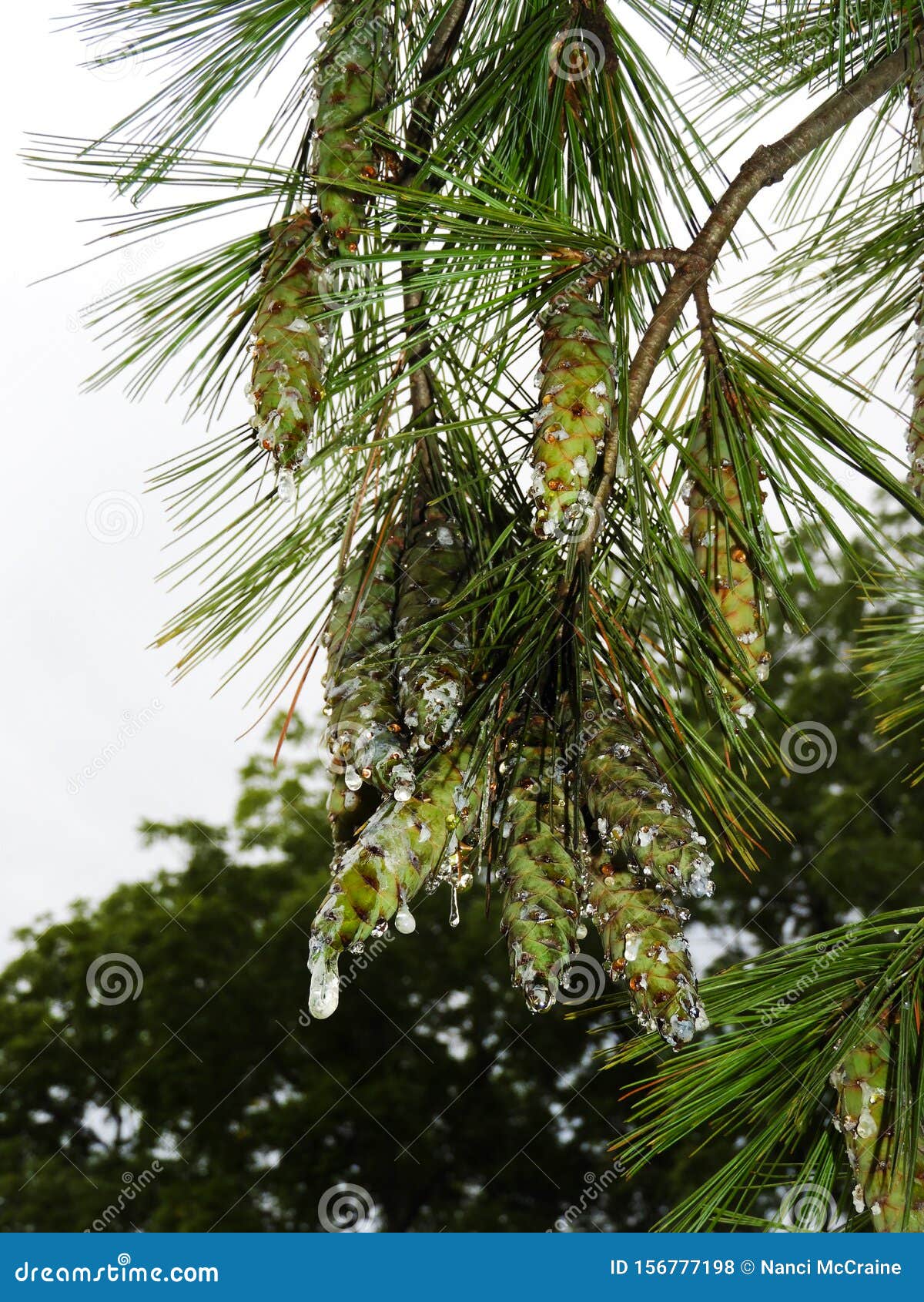 white pine tree sap flows down pinecone laden branches