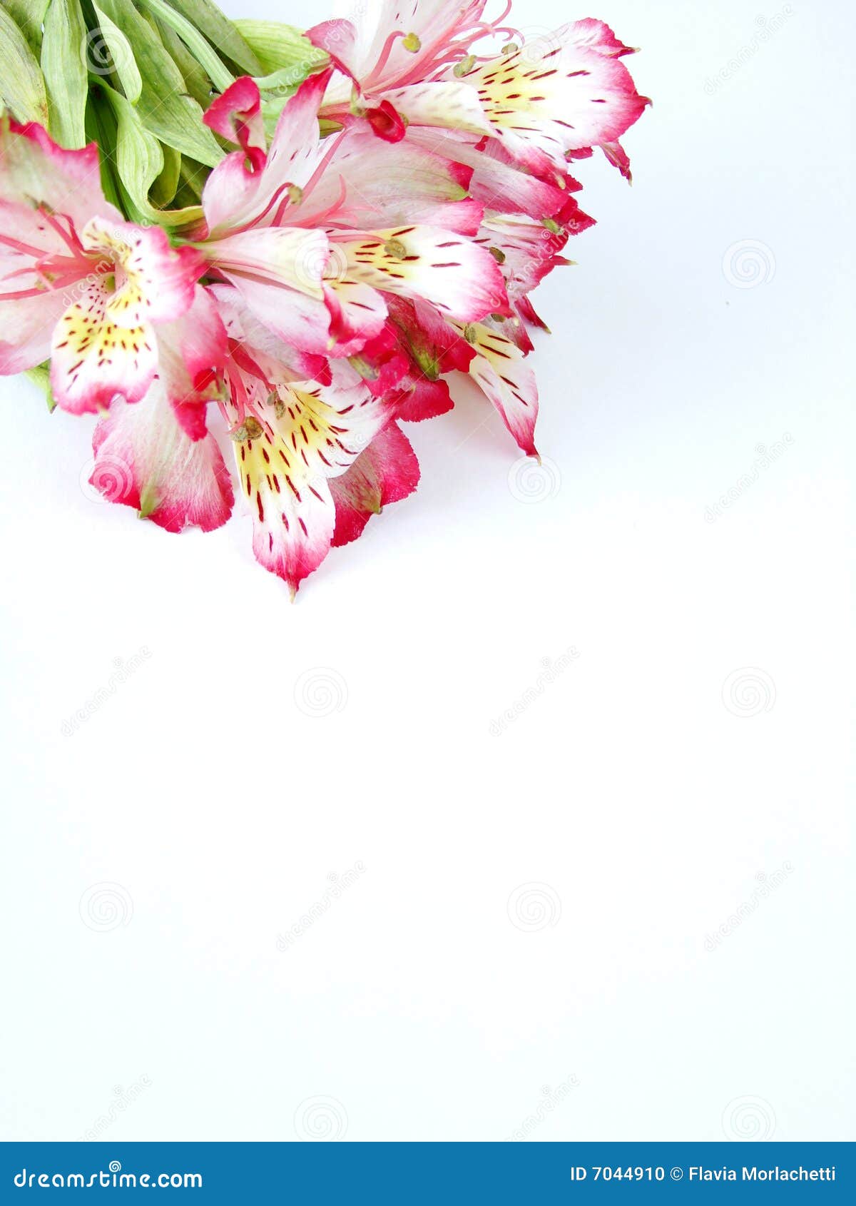 white and pink alstroemeria flowers