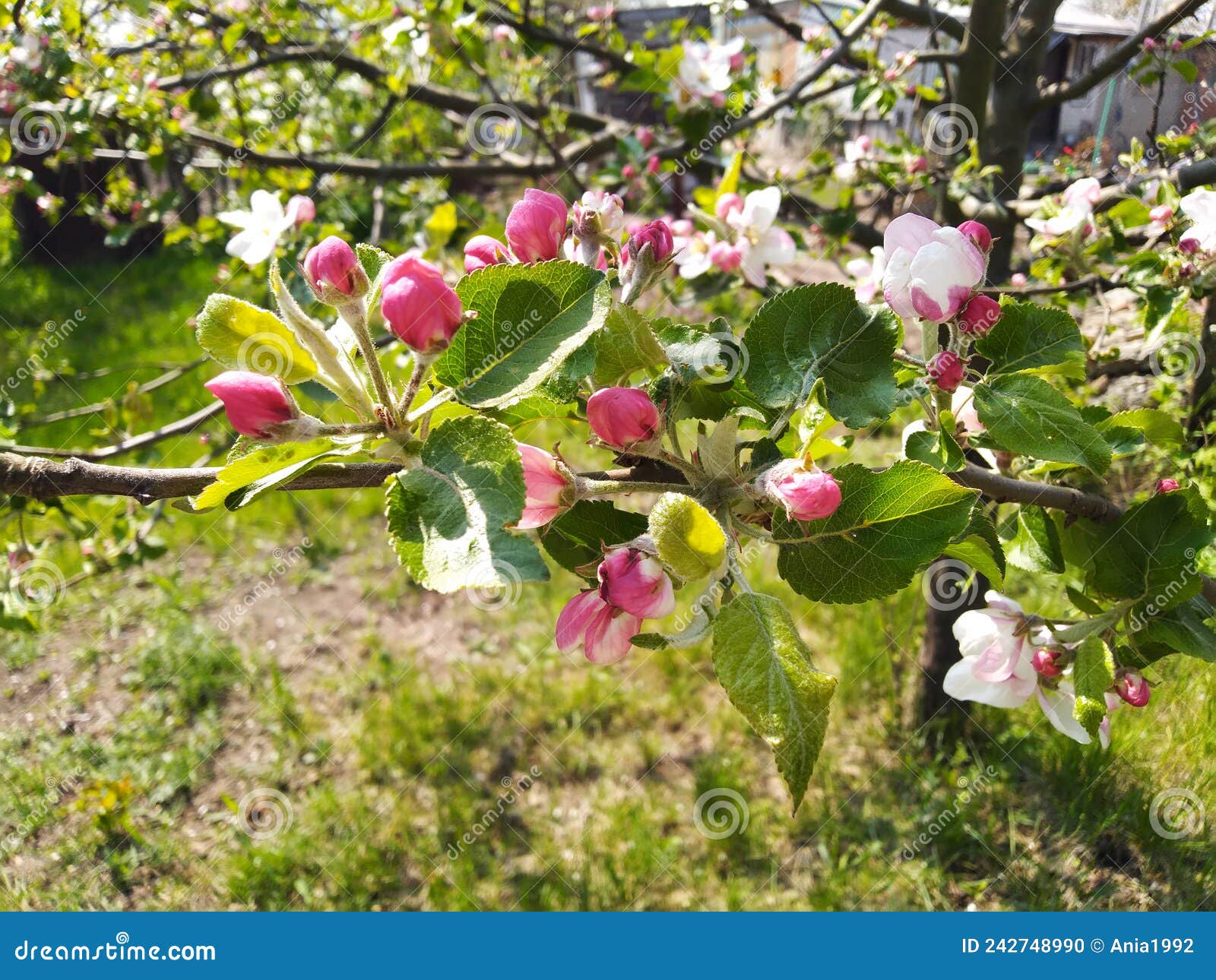 White and Pink Apple Blossoms. Apple Tree Branch in Bloom. Spring