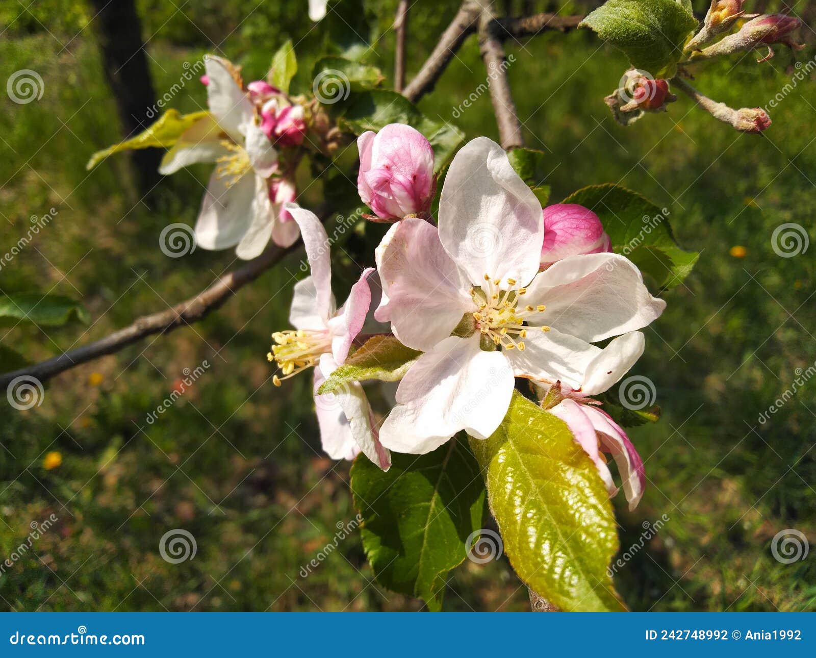 White and Pink Apple Blossoms. Apple Tree Branch in Bloom. Spring ...