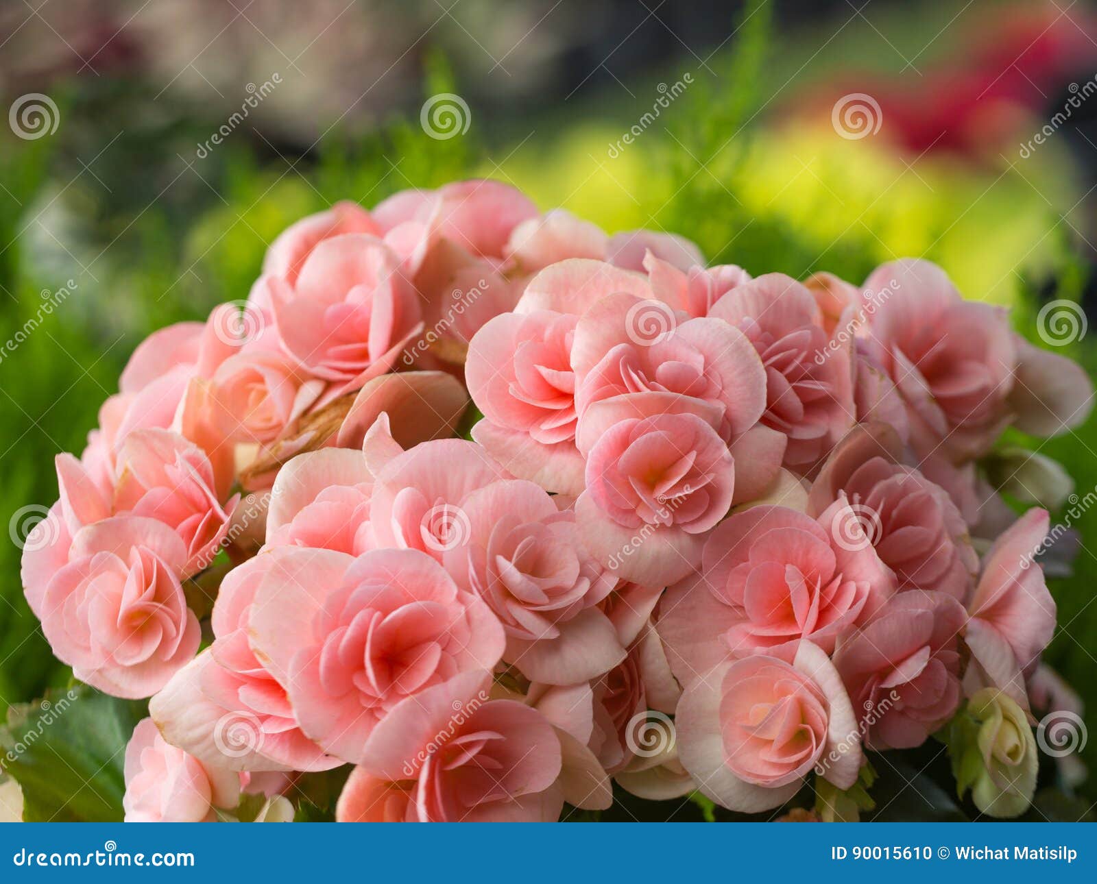 White Pink Begonia Blooming Stock Photo - Image of colorful, natural:  90015610