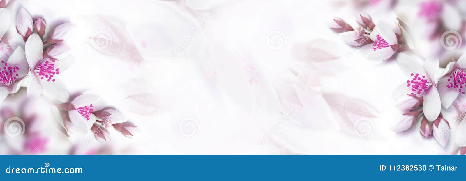 White and Pink Beige Jasmine Flower Blooming Panorama. Faded Colors.  Shallow Depth Soft Focus. Toned Image Stock Photo - Image of card, floral:  112382530