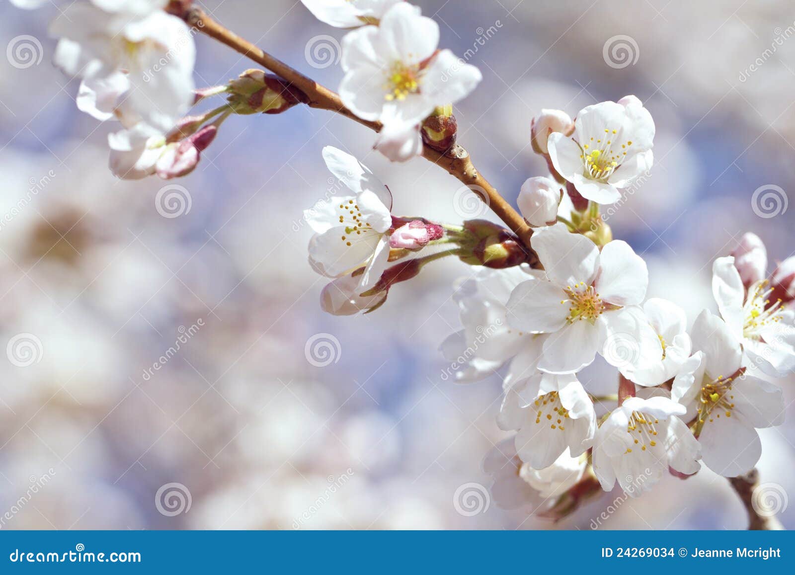 White and Pink Cherry Blossoms Stock Photo Image of horizontal, copy