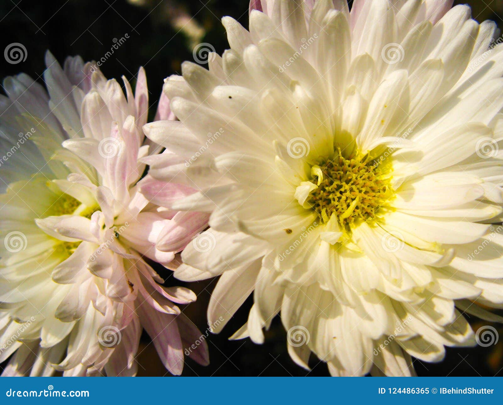 White And Pink China Aster Flower Shot In Detail Stock Image Image Of Chrysanthemum Close 124486365