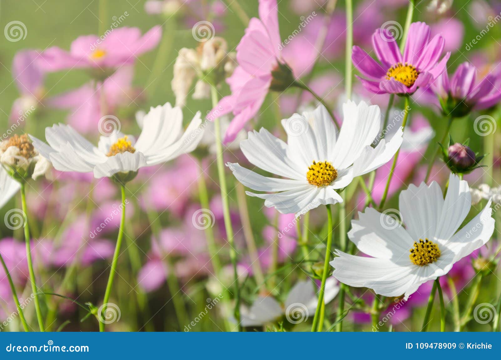 White and Pink Cosmos in Flower Garden Stock Image - Image of botany ...